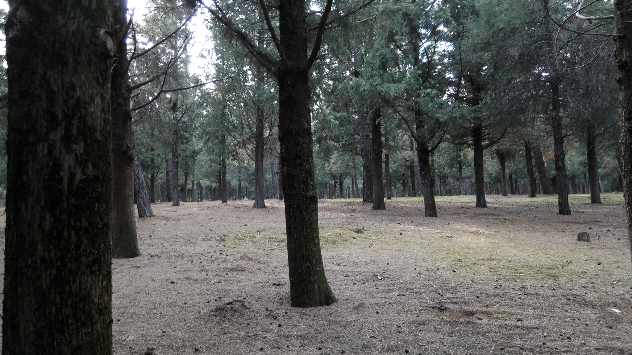 Xiaomi Redmi Pro sample photo. Forest escape photography