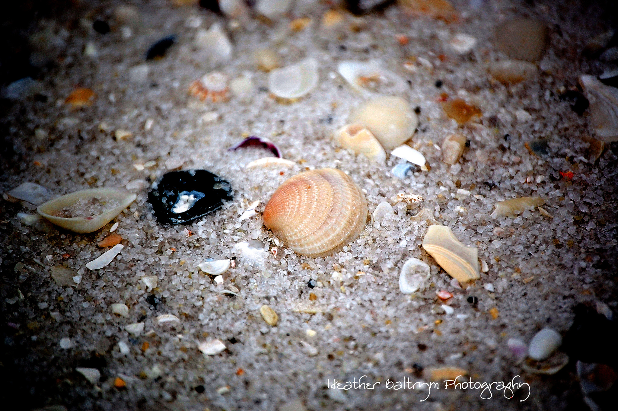 Nikon D40 sample photo. Sea shell photography