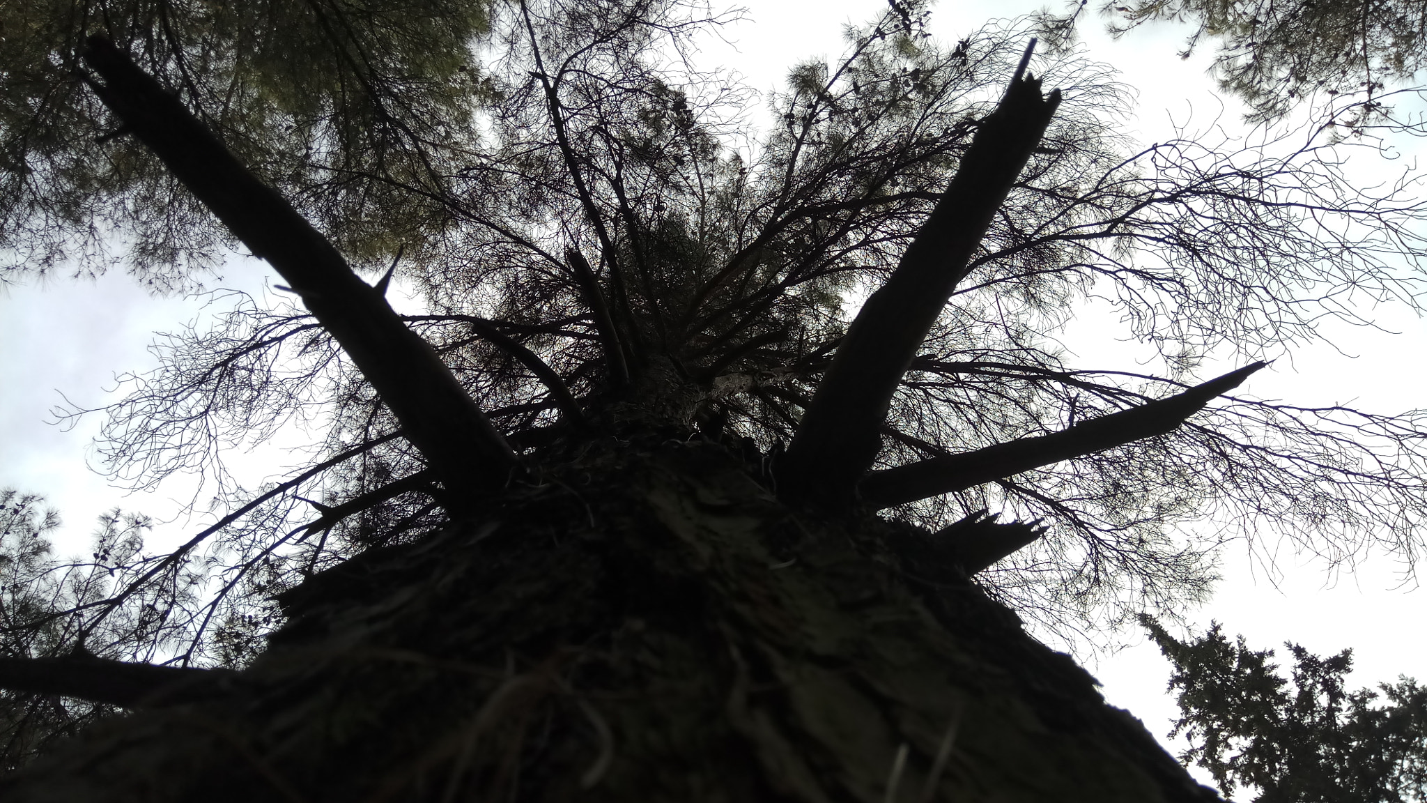 Xiaomi Redmi Pro sample photo. Forest escape photography