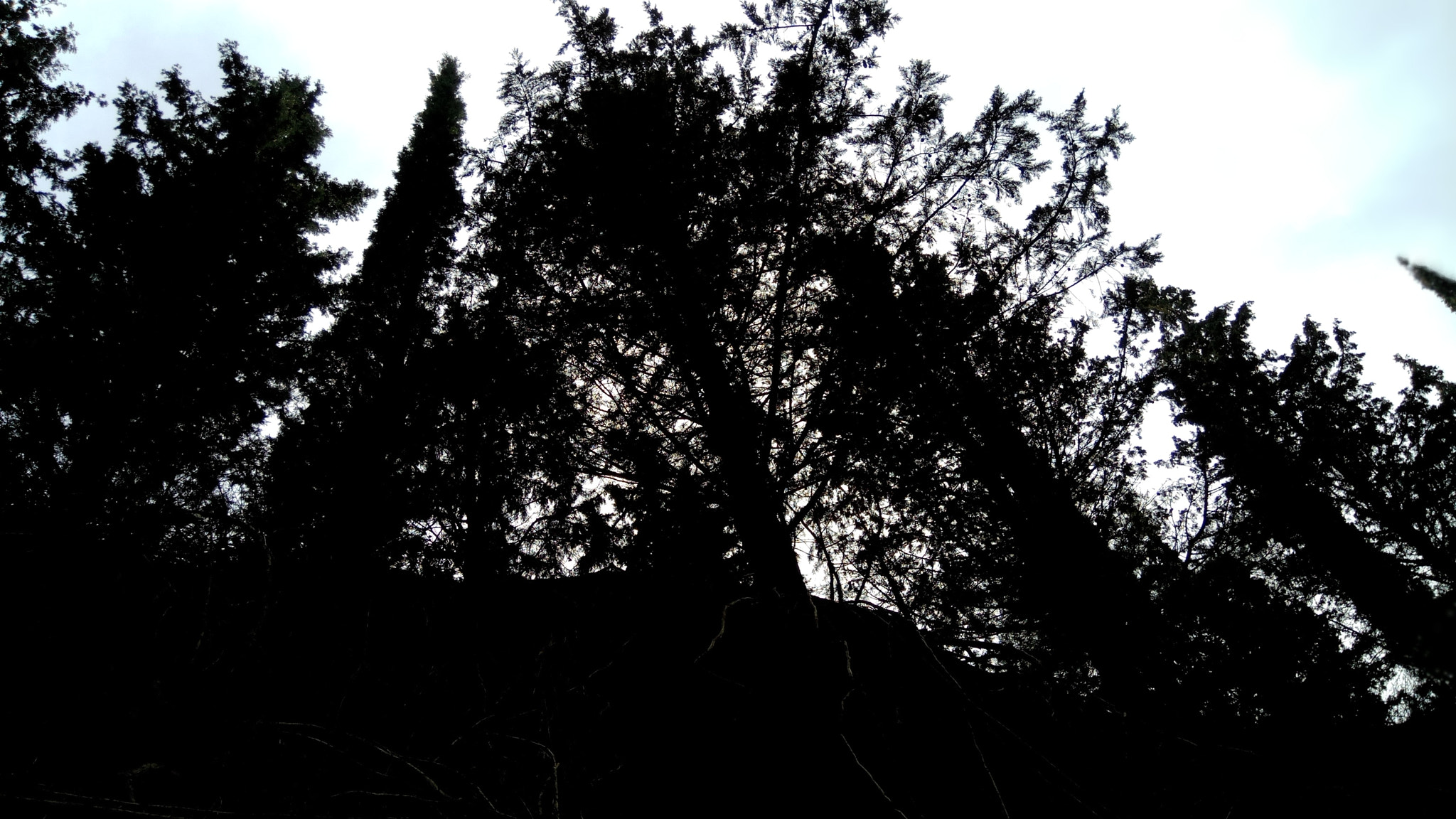 Xiaomi Redmi Pro sample photo. Forest escape photography