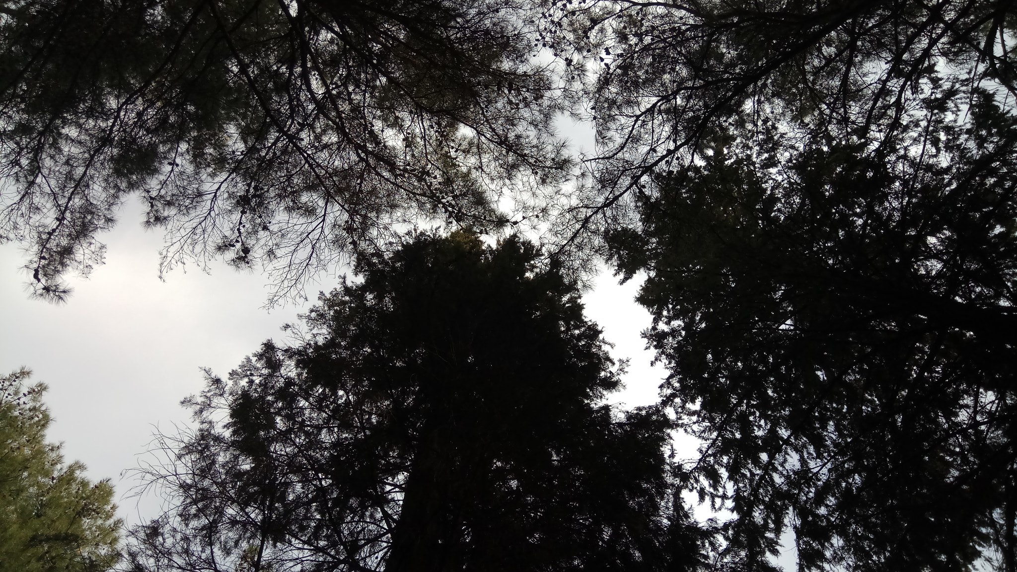 Xiaomi Redmi Pro sample photo. Forest escape photography