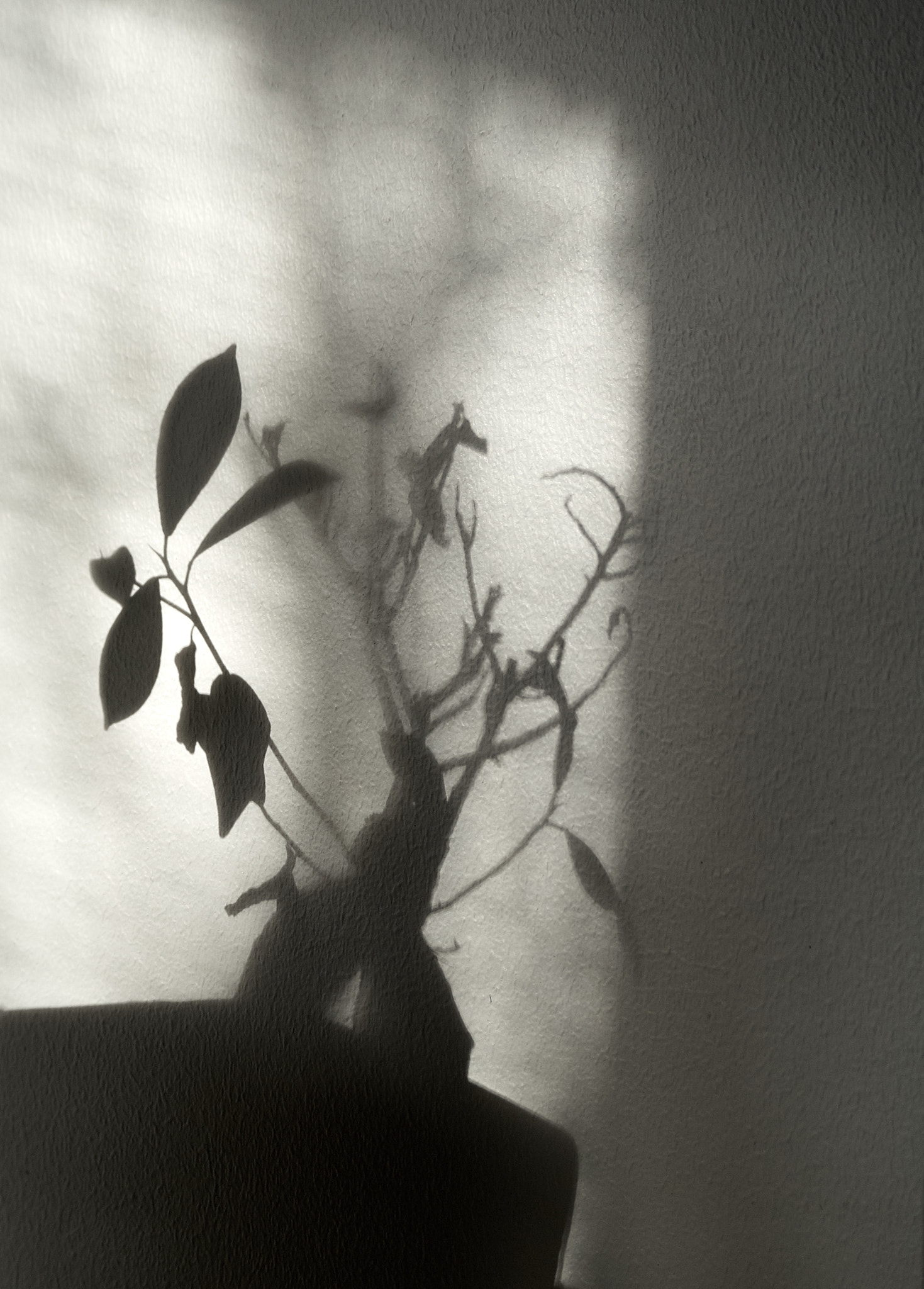 Olympus OM-D E-M5 sample photo. Withering photography
