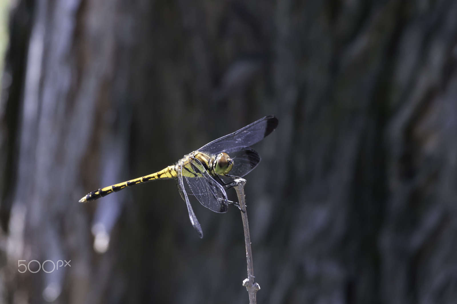Canon EOS 100D (EOS Rebel SL1 / EOS Kiss X7) + Canon EF-S 55-250mm F4-5.6 IS STM sample photo. Dragonfly photography