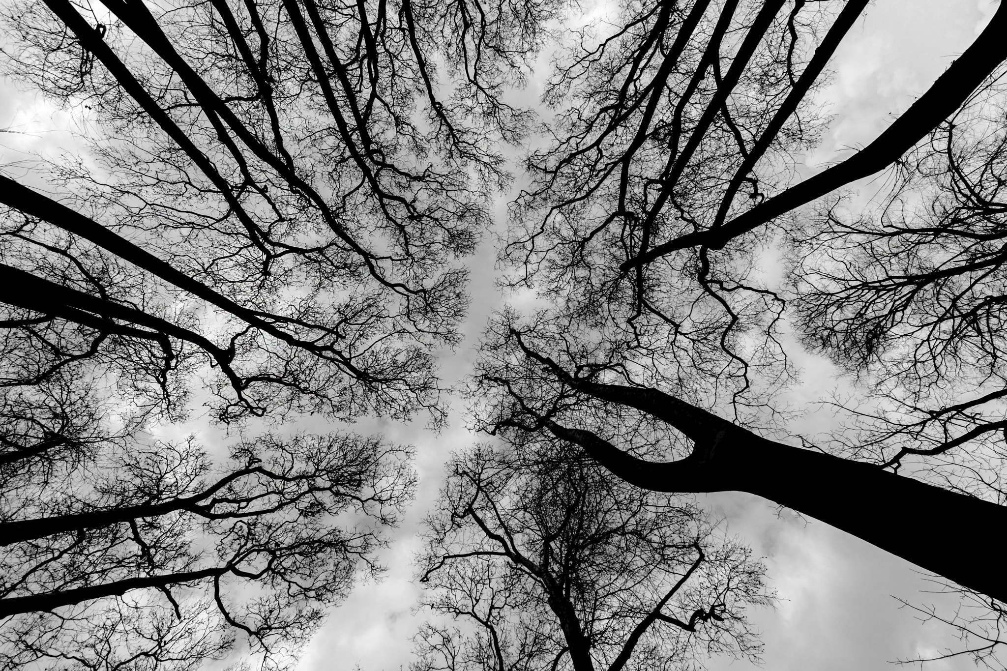 Sony a6000 + Sony E 10-18mm F4 OSS sample photo. Plane trees photography