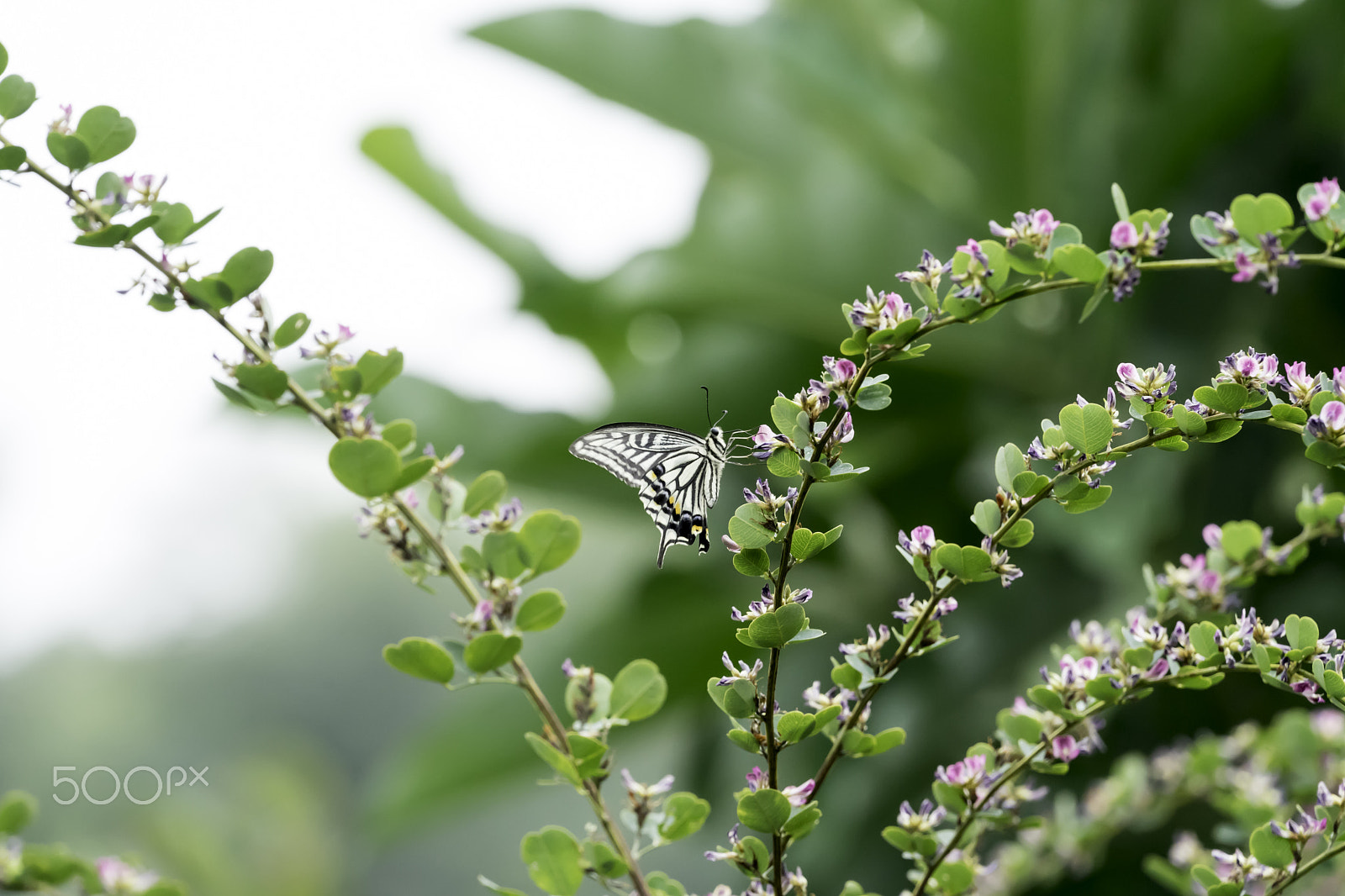 Sony FE 70-300mm F4.5-5.6 G OSS sample photo. Butterfly photography