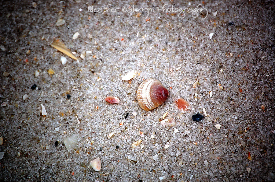 Nikon D40 sample photo. Seashells 2 photography