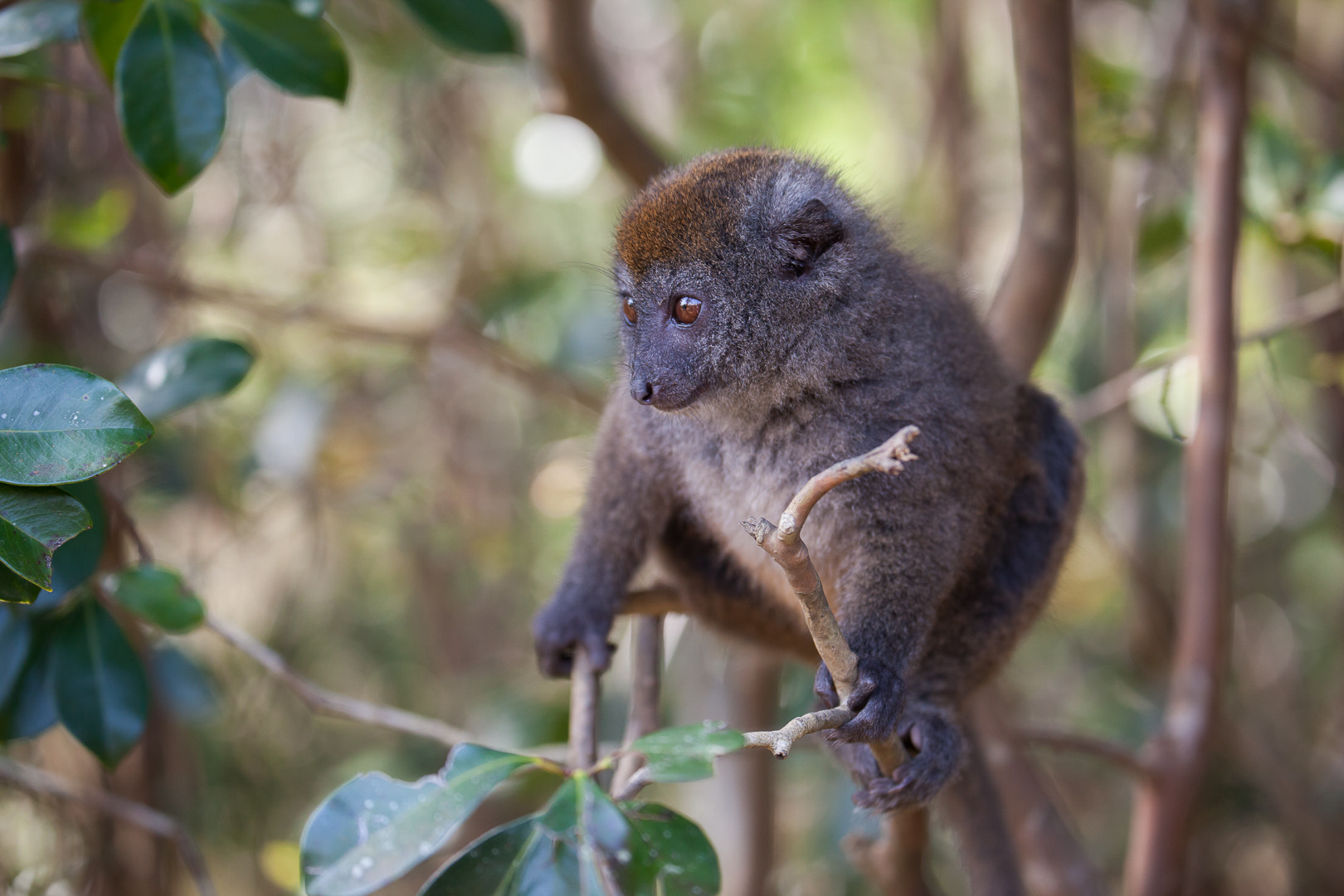 Canon EF 70-300mm F4-5.6L IS USM sample photo. Bamboo lemur photography