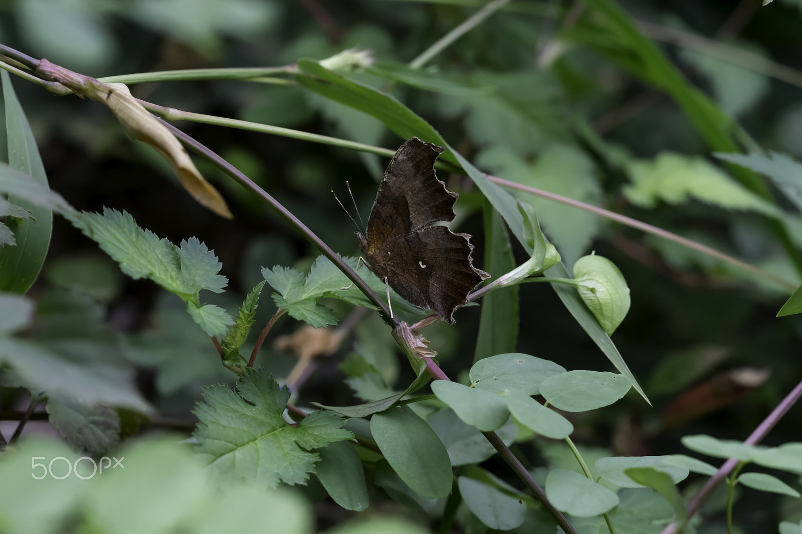 Sony FE 70-300mm F4.5-5.6 G OSS sample photo. Butterfly photography