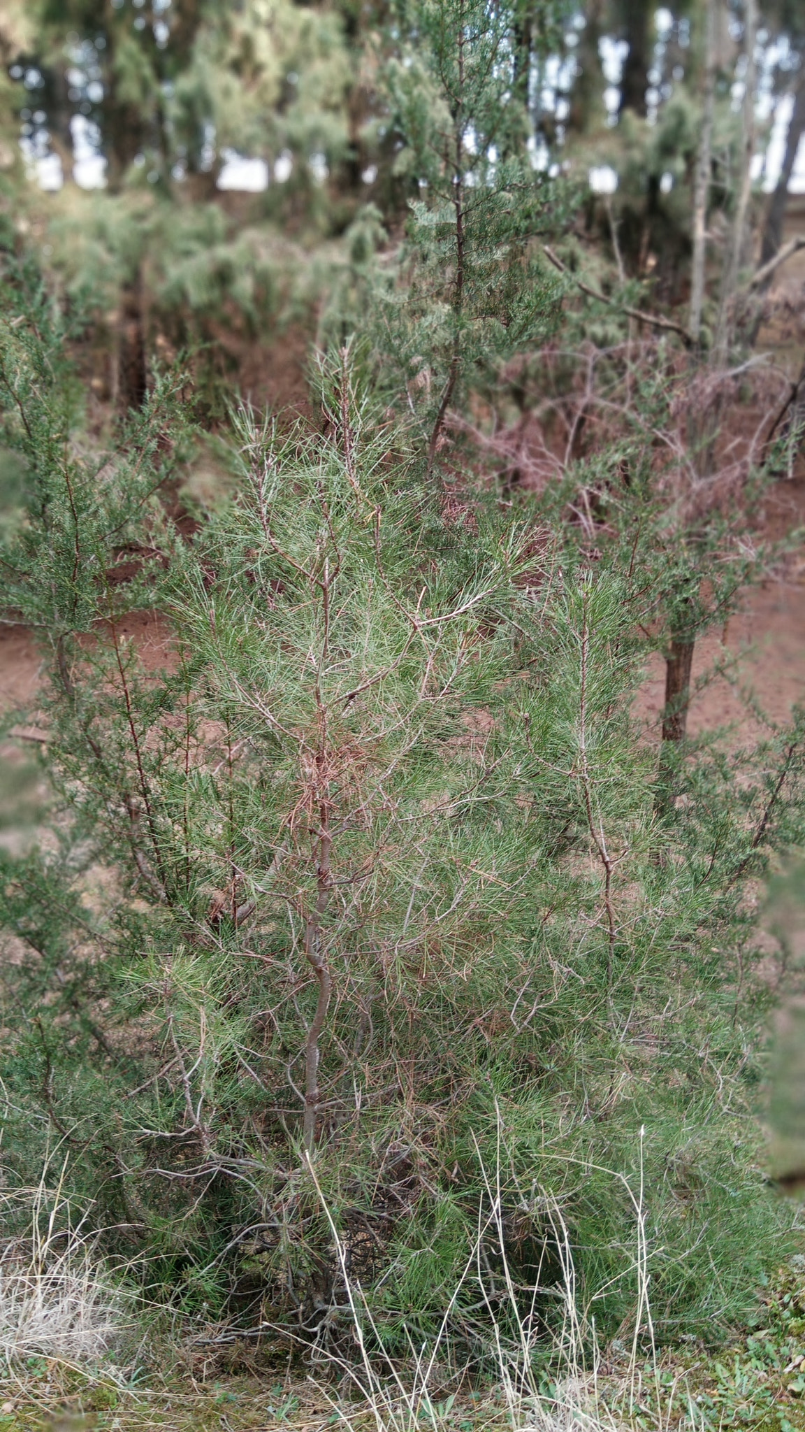 Xiaomi Redmi Pro sample photo. Forest escape photography