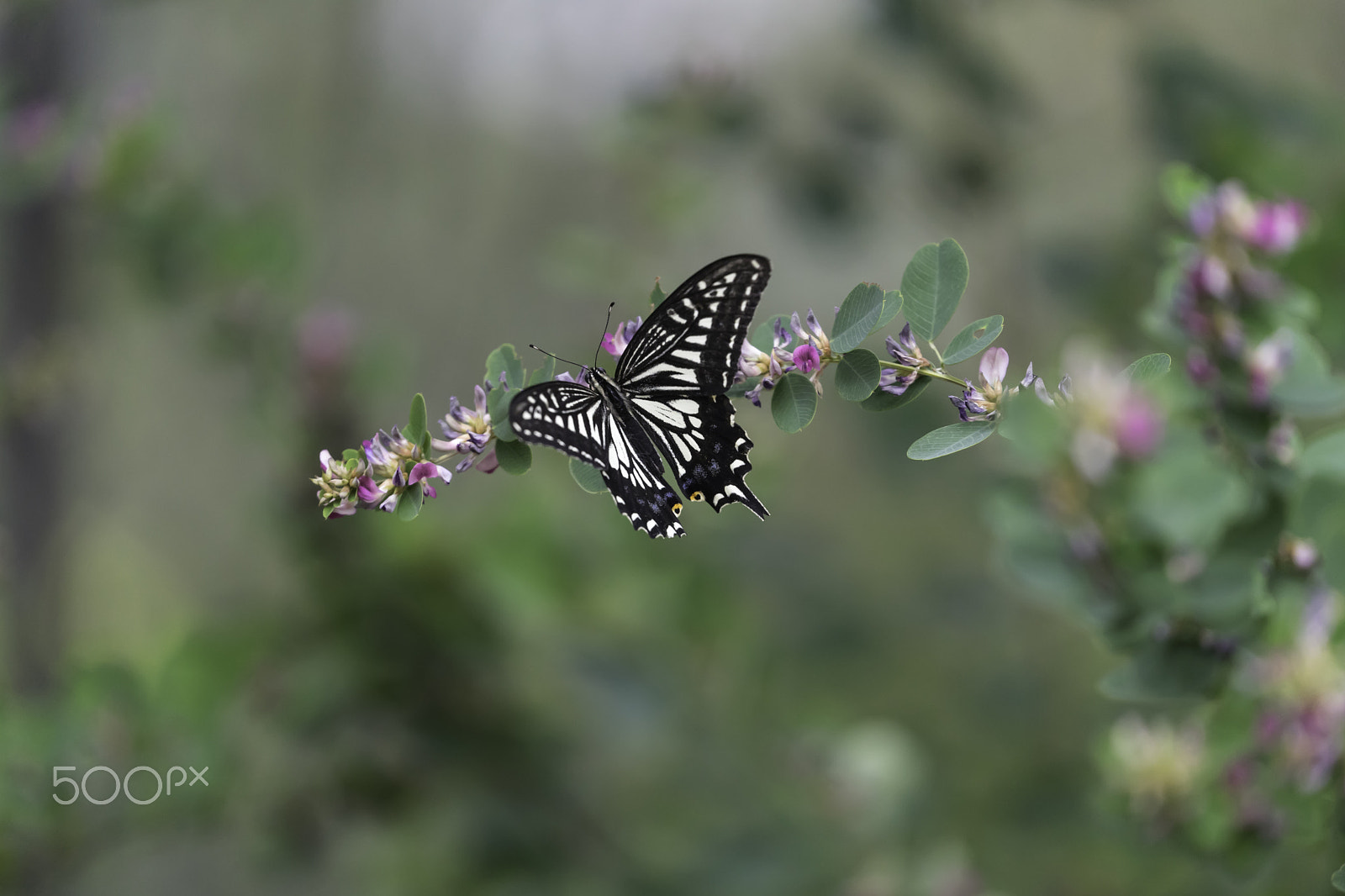 Sony FE 70-300mm F4.5-5.6 G OSS sample photo. Butterfly photography