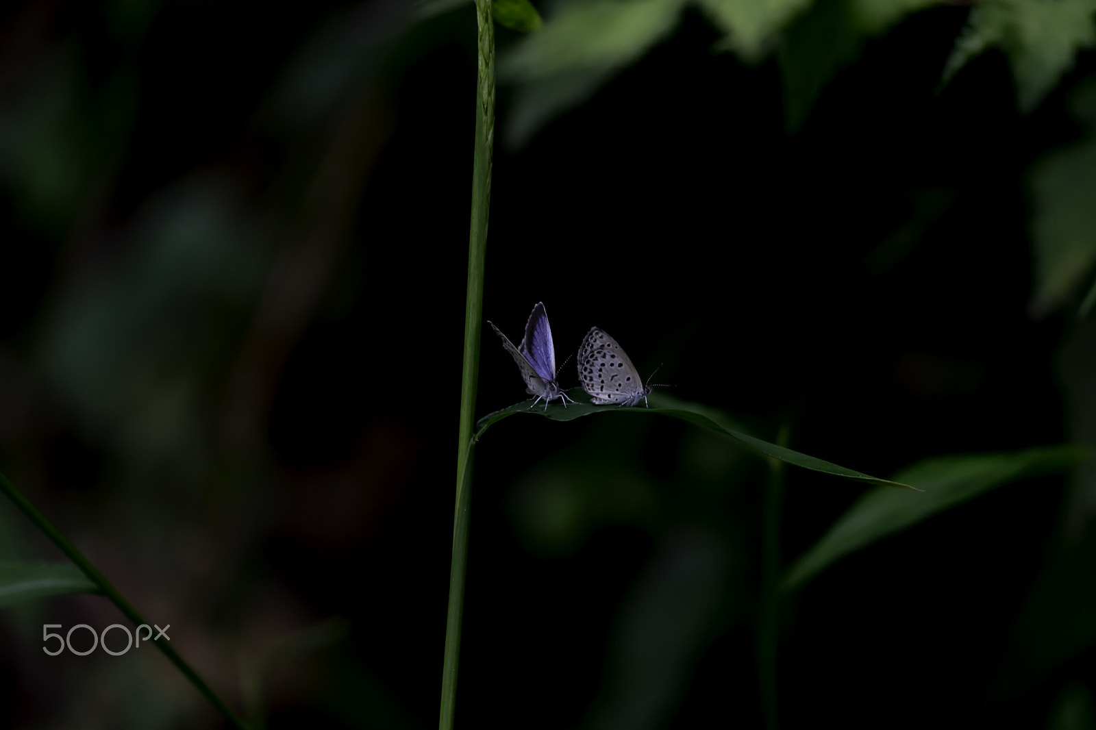 Sony a7 II sample photo. Butterfly photography
