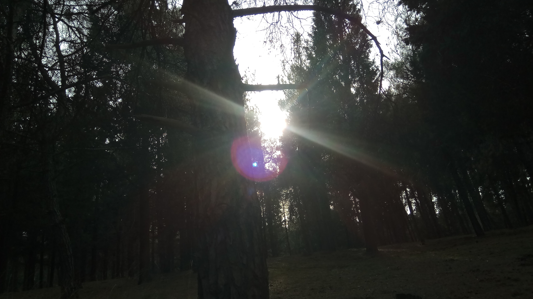 Xiaomi Redmi Pro sample photo. Forest escape photography