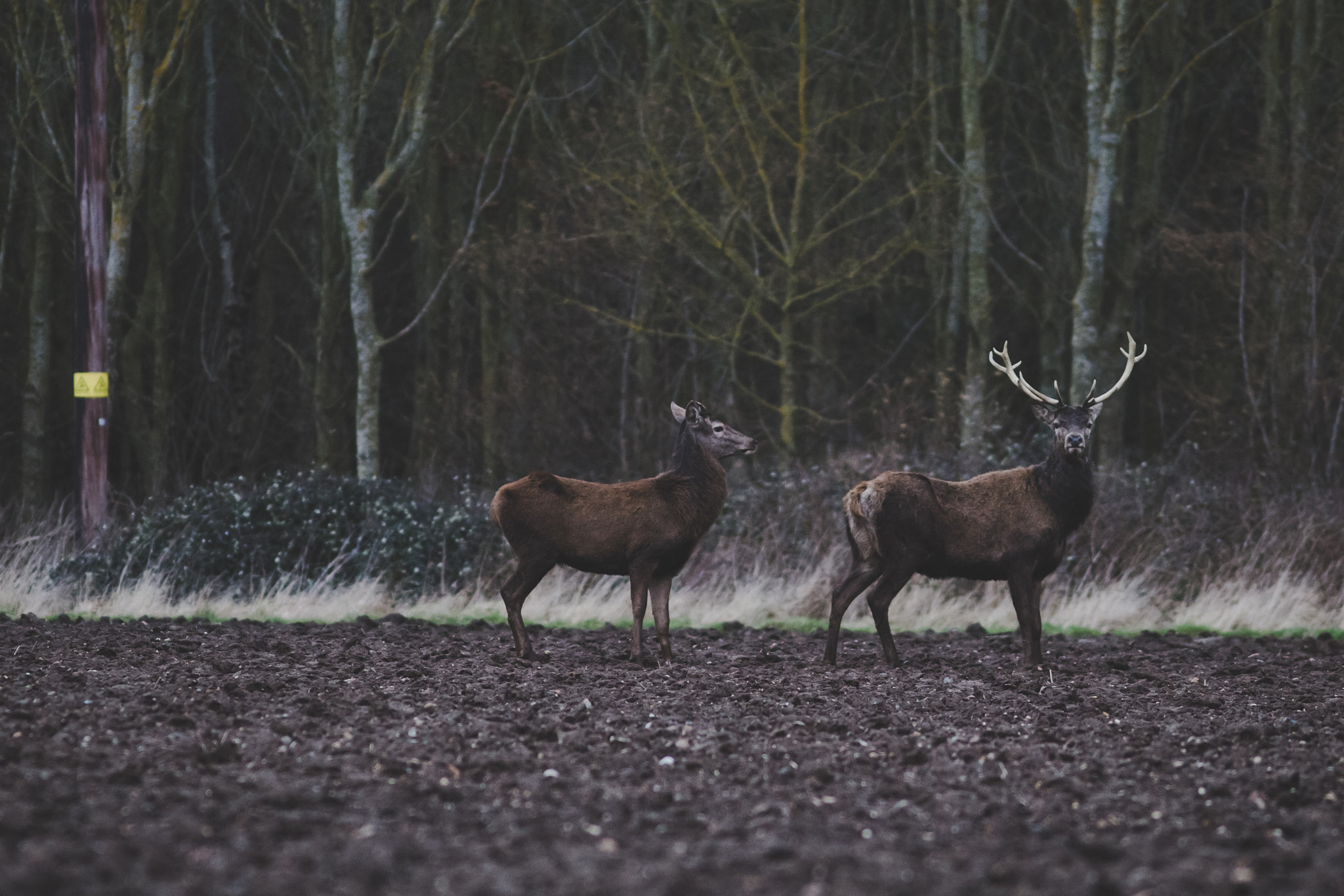 Canon EOS 6D sample photo. Feb wild set deer photography