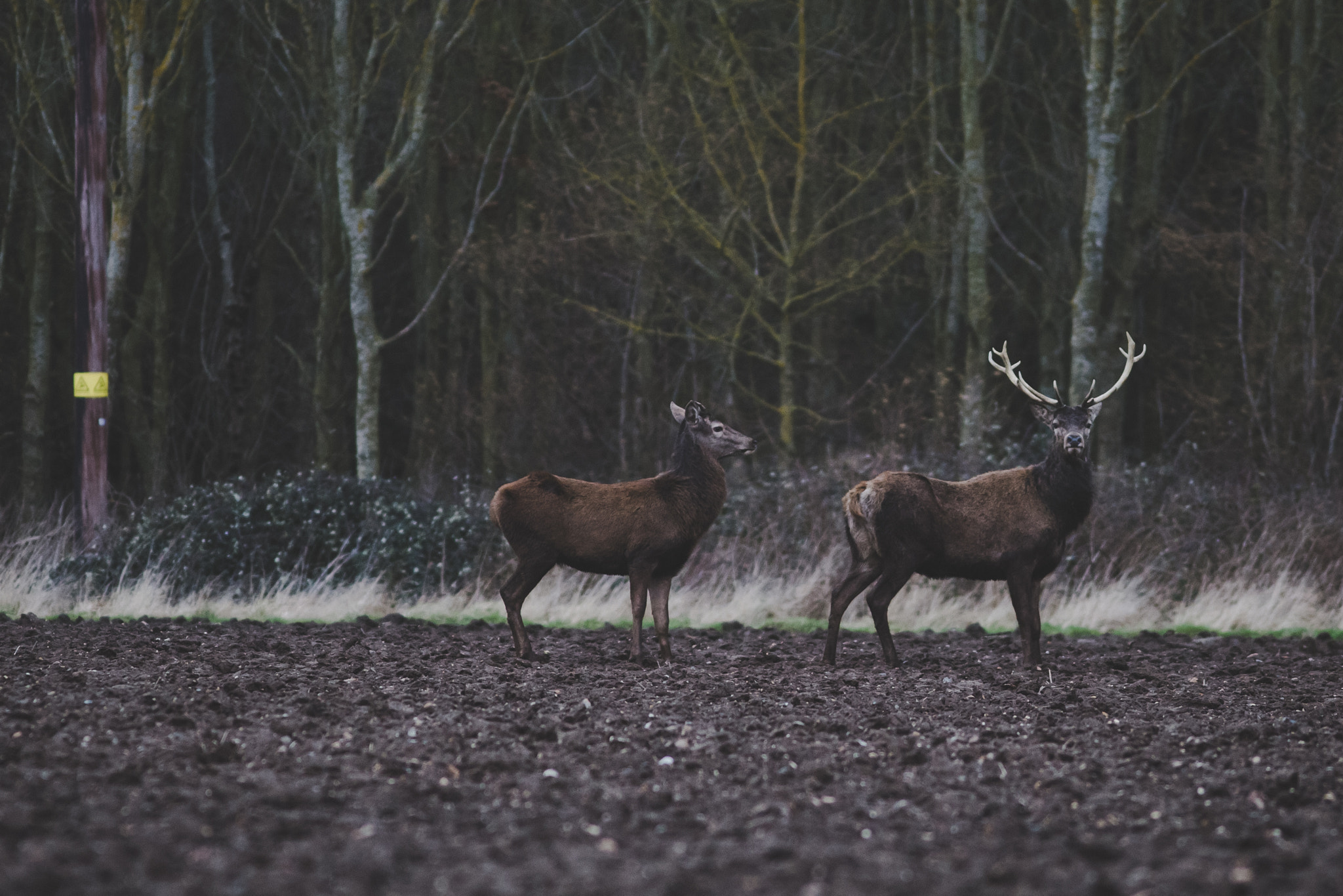 Canon EOS 6D + Canon EF 300mm F4L IS USM sample photo. Feb wild set deer photography