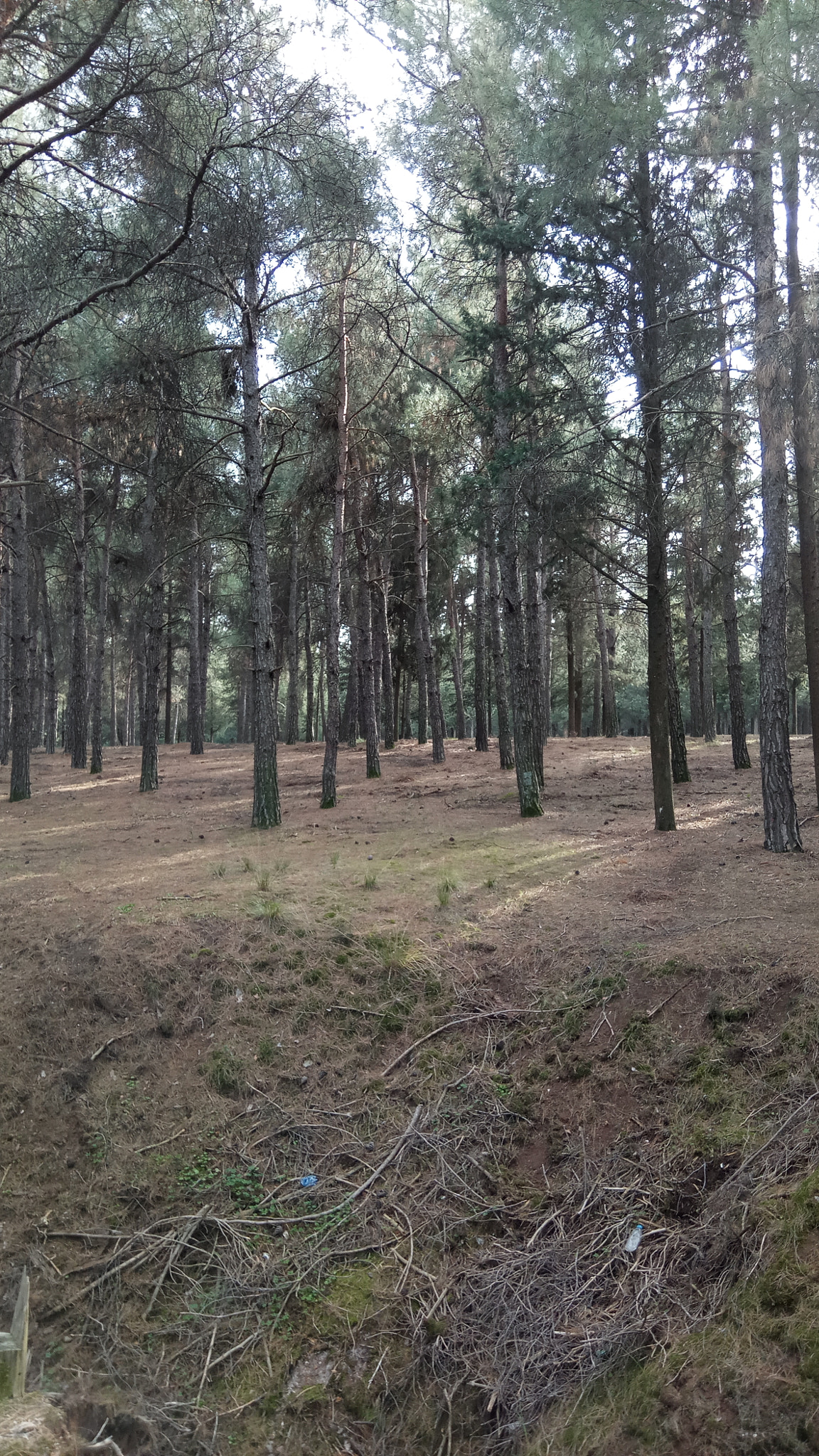 Xiaomi Redmi Pro sample photo. Forest escape photography