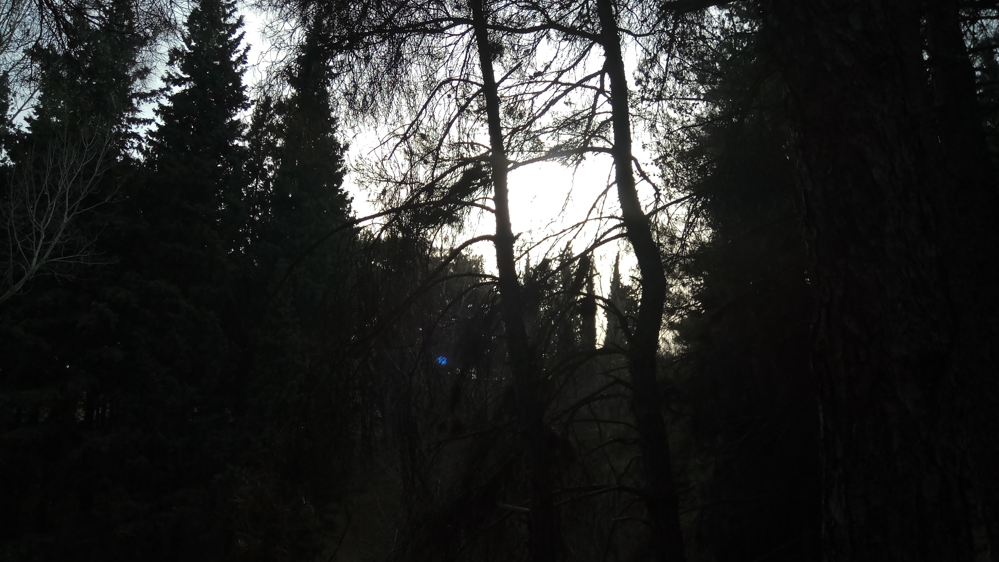 Xiaomi Redmi Pro sample photo. Forest escape photography