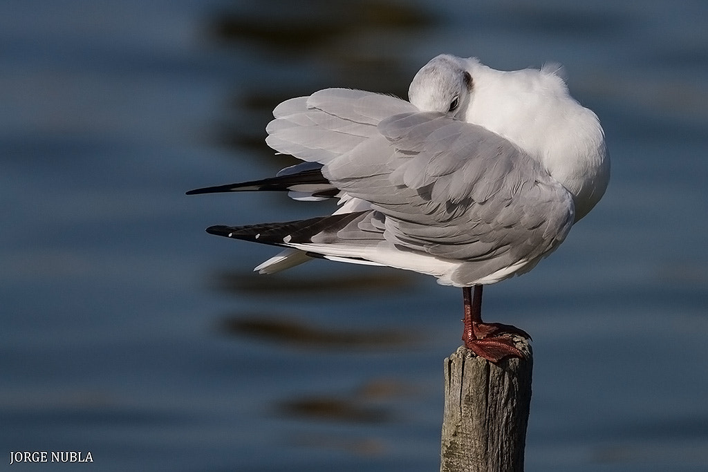 Canon EF 500mm F4L IS II USM sample photo. Gaviota reidora (croicocephalus ridibundus). photography