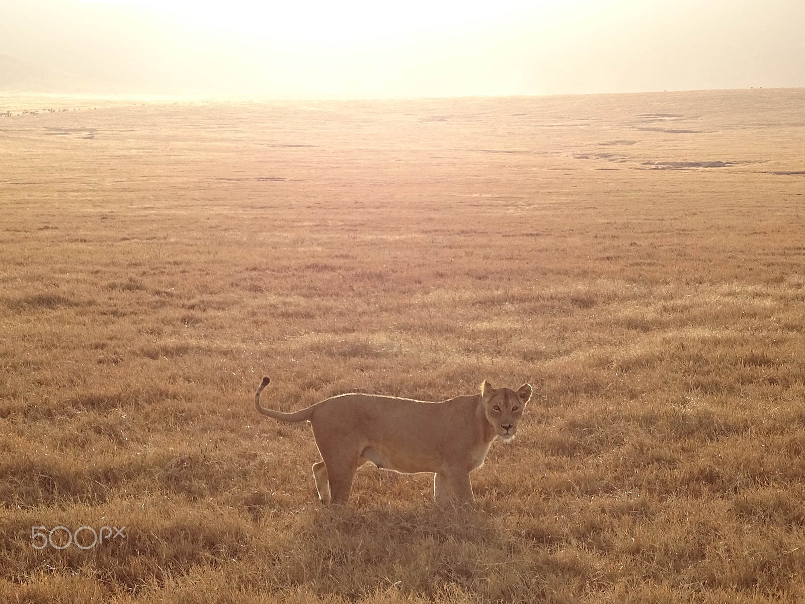 Sony 24-210mm F2.8-6.3 sample photo. Lioness at sunrise ngorongoro crater photography