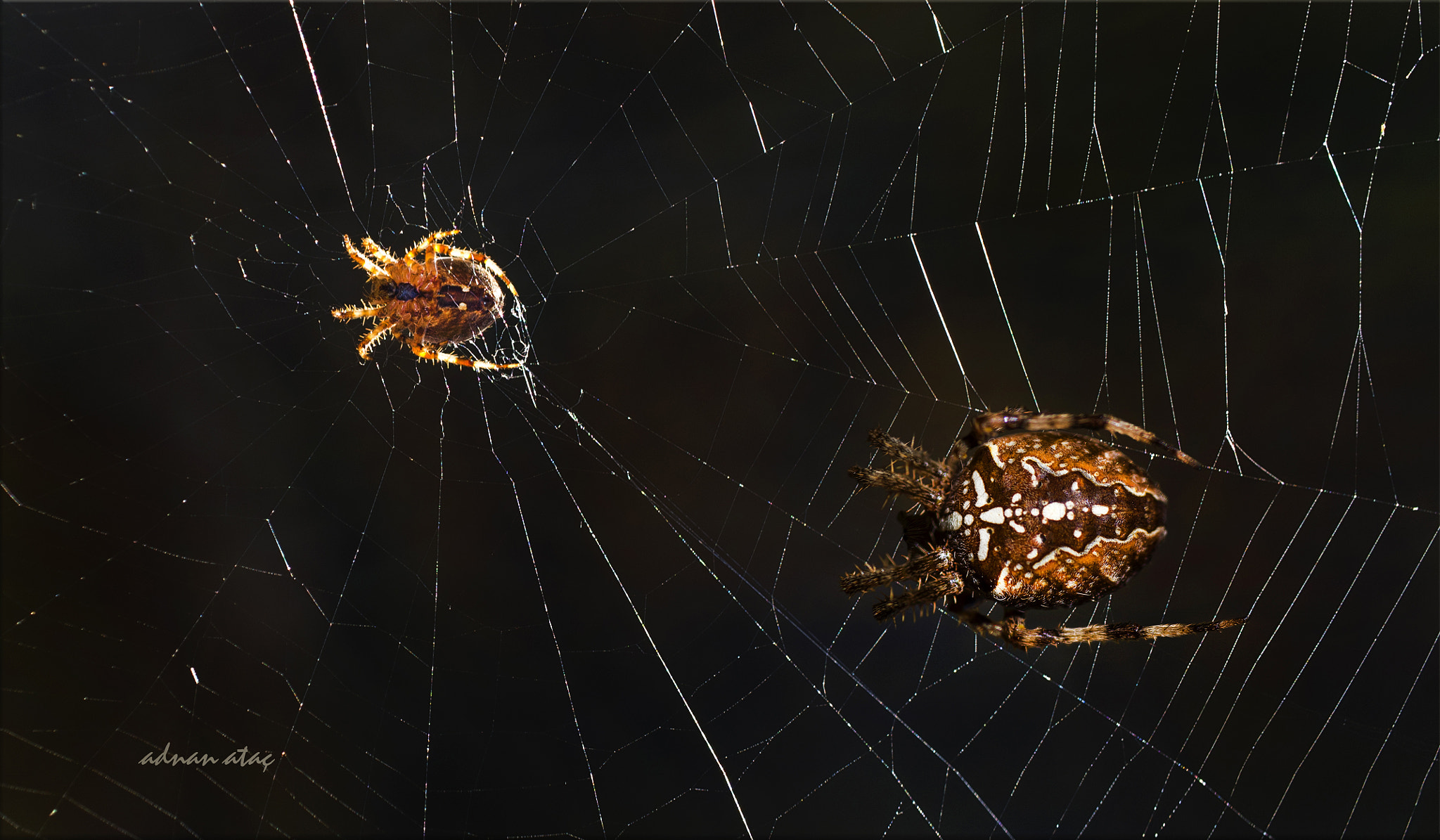 AF Zoom-Micro Nikkor 70-180mm f/4.5-5.6D ED sample photo. Bahçe örümceği - araneus diadematus - garden spider photography