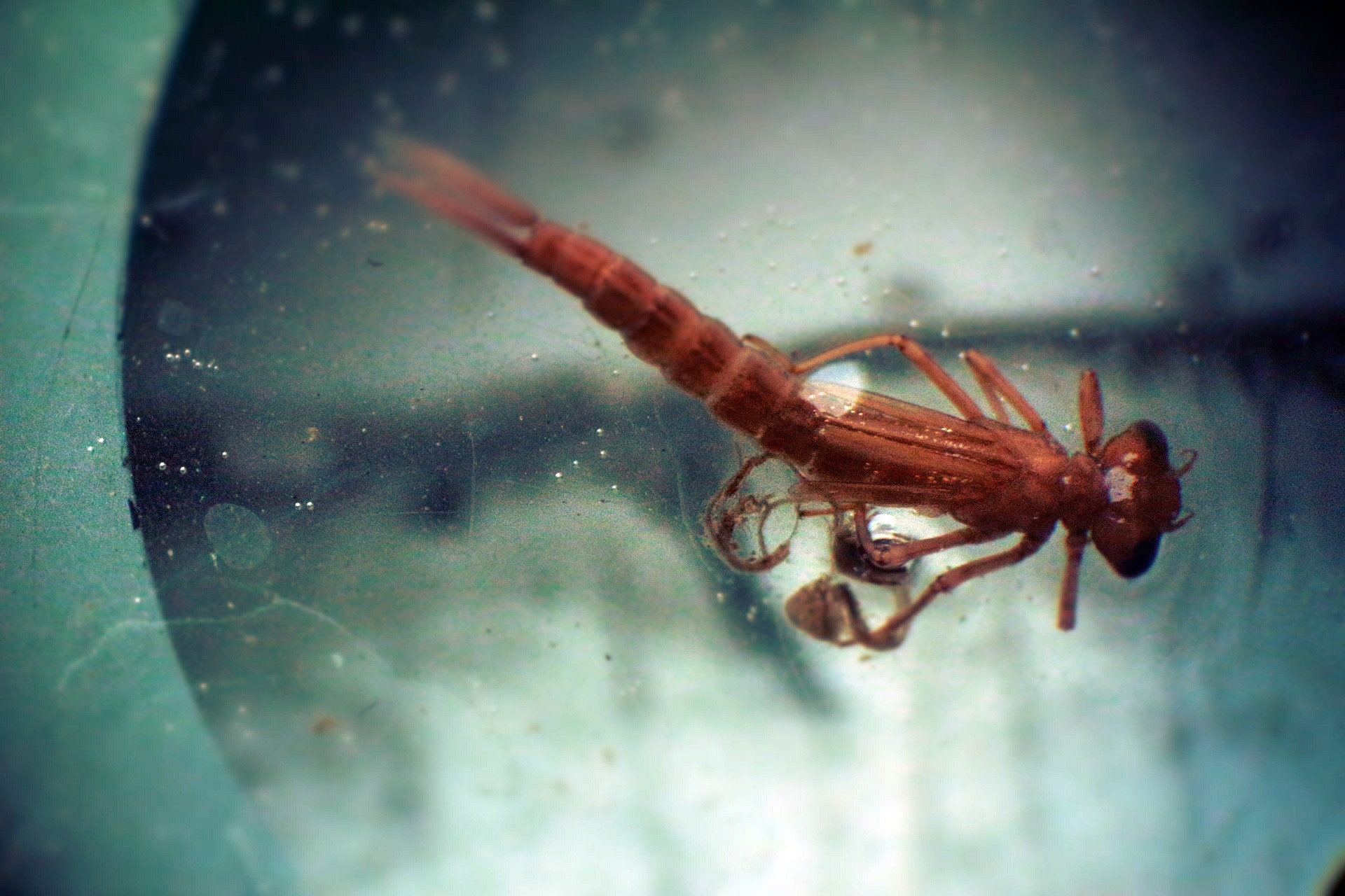 Canon EOS 100D (EOS Rebel SL1 / EOS Kiss X7) + Canon EF 40mm F2.8 STM sample photo. Dragonfly nymph photography