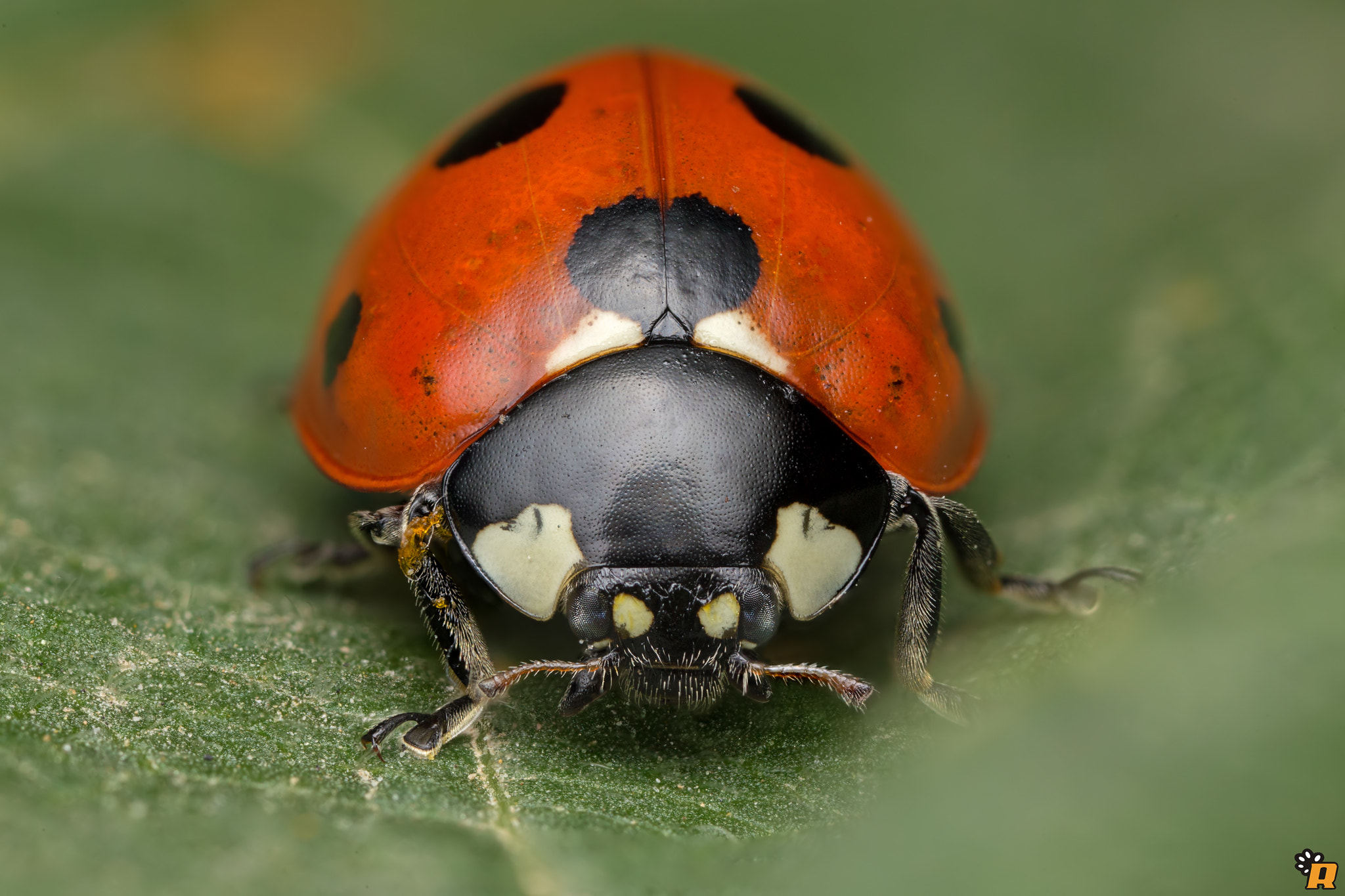 Canon MP-E 65mm F2.5 1-5x Macro Photo sample photo. Coccinella photography
