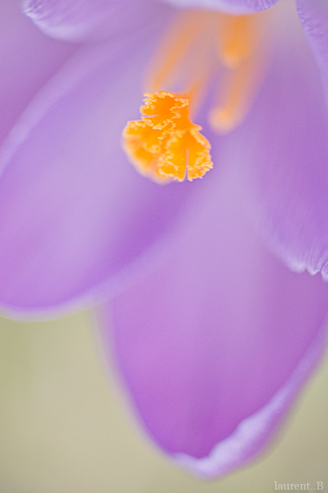 Sony Alpha DSLR-A900 + Minolta AF 100mm F2.8 Macro [New] sample photo. My life.......... photography