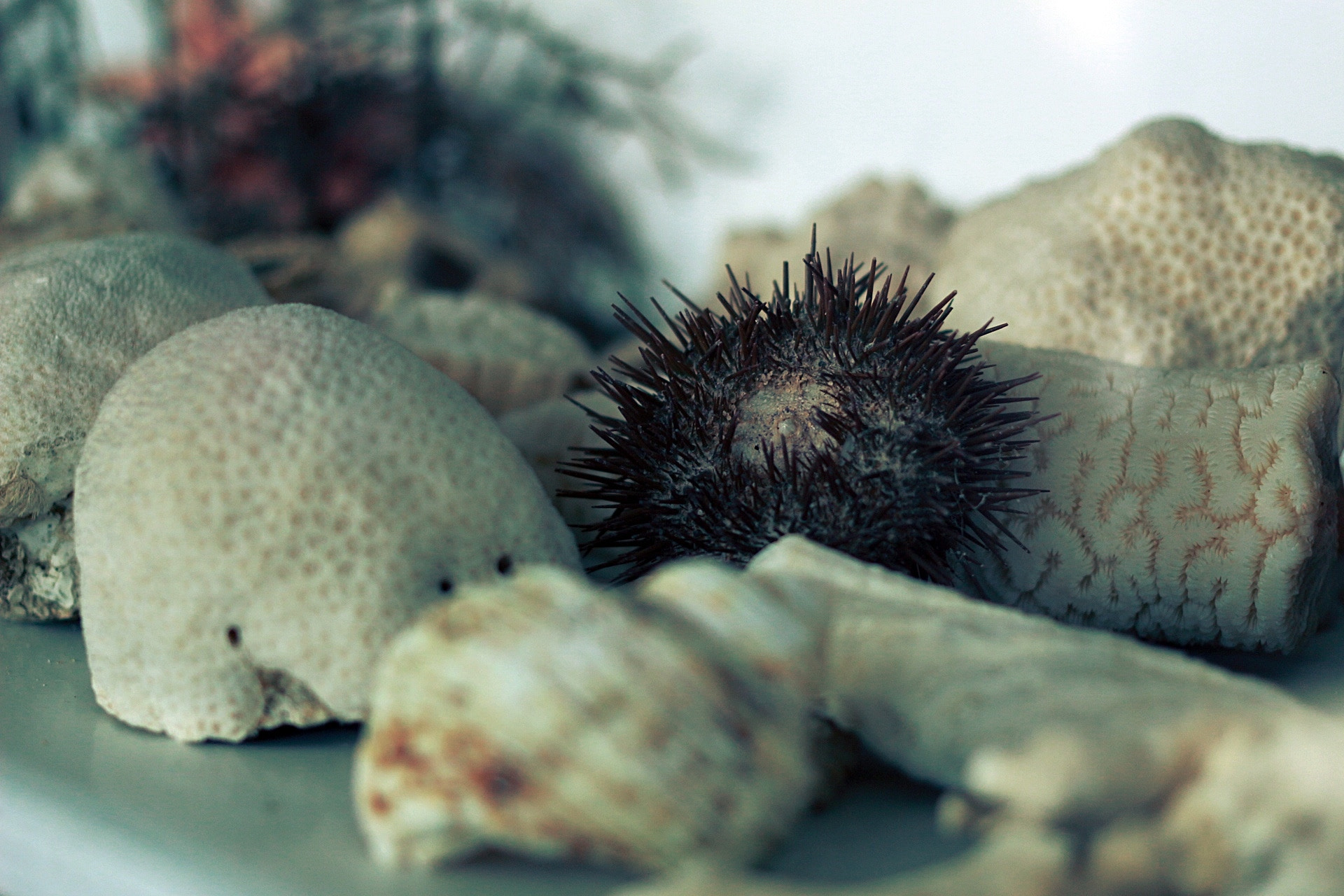 Canon EOS 100D (EOS Rebel SL1 / EOS Kiss X7) + Canon EF 40mm F2.8 STM sample photo. Sea urchin photography