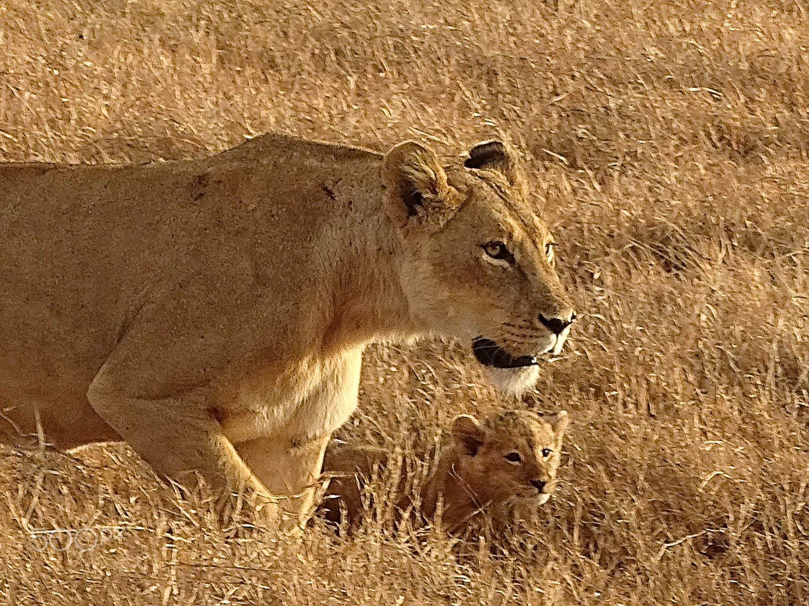 Sony 24-210mm F2.8-6.3 sample photo. Lioness & baby ngorongoro crater photography