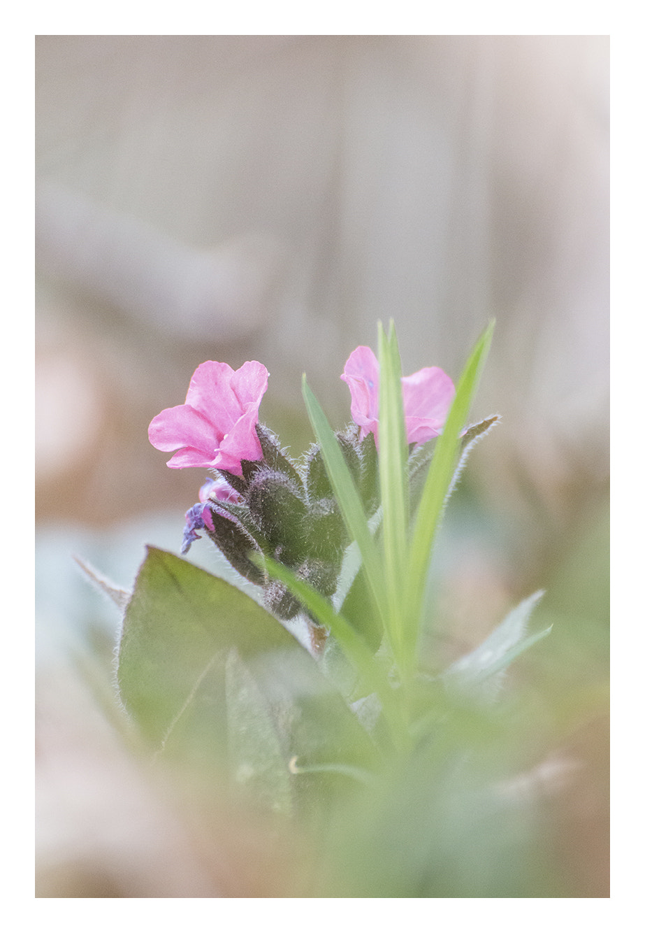 Canon EOS 70D + Tamron SP 35mm F1.8 Di VC USD sample photo. Spring is back photography