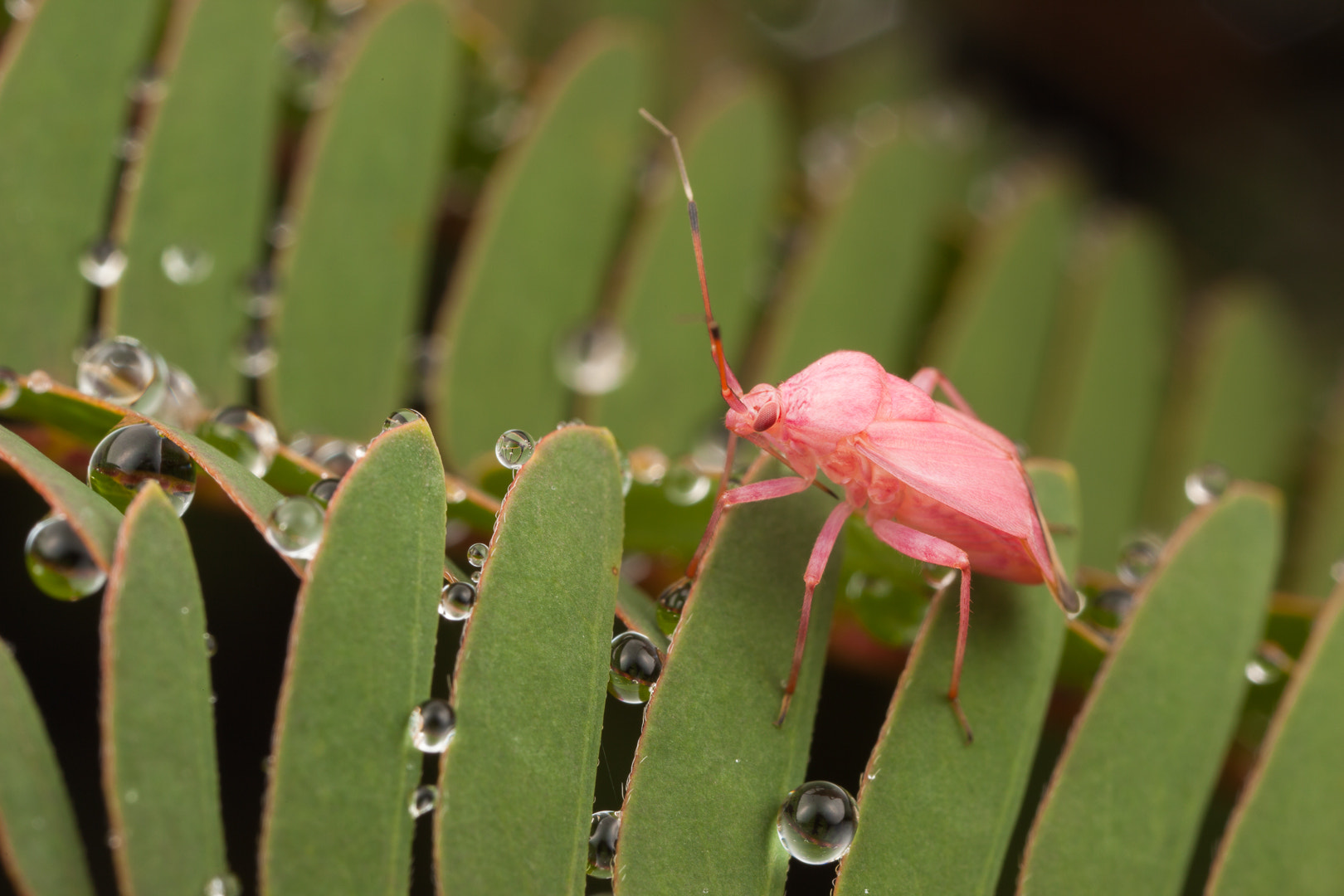 Canon EOS 5D Mark II + Canon MP-E 65mm F2.5 1-5x Macro Photo sample photo. Pink leather beetle photography