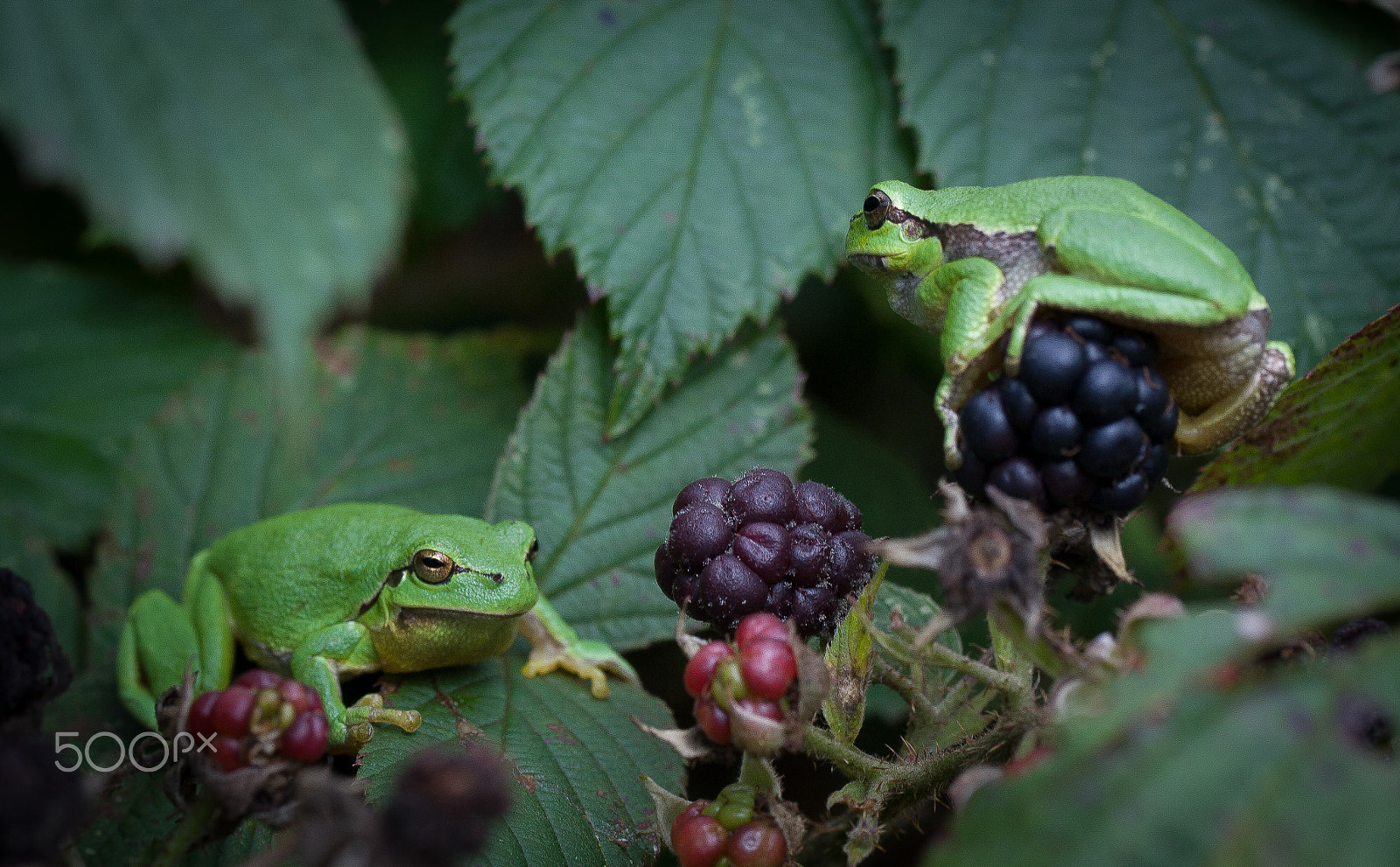 Canon EF-S 60mm F2.8 Macro USM sample photo. Frog photography