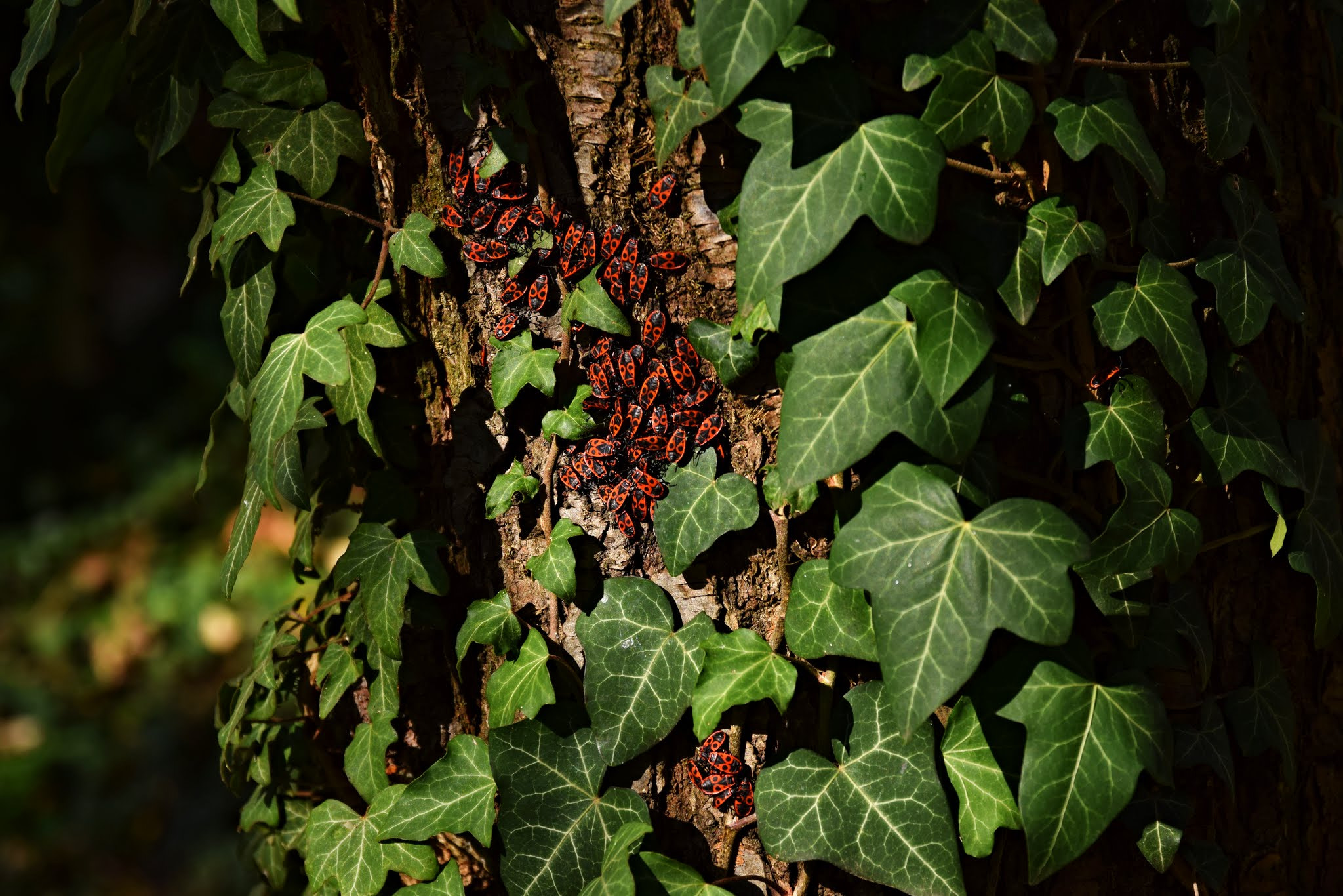 Sigma 17-70mm F2.8-4 DC Macro OS HSM | C sample photo. Bug eden.. photography