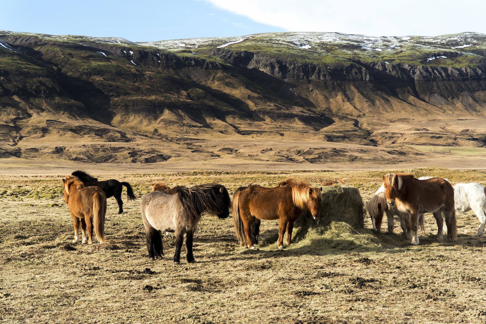 Samsung NX1000 + Samsung NX 18-55mm F3.5-5.6 OIS sample photo. Icelandic horses, iceland photography