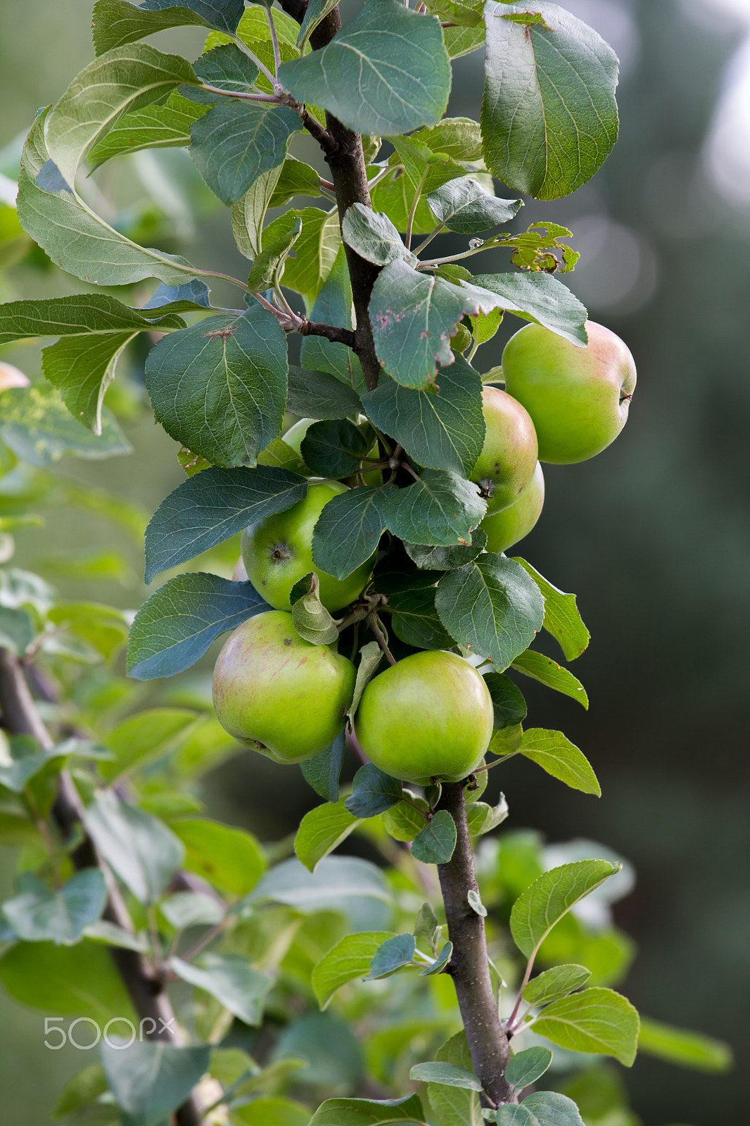 Canon EOS 60D + Canon EF 70-200mm F4L IS USM sample photo. Green apples ready for harvest photography