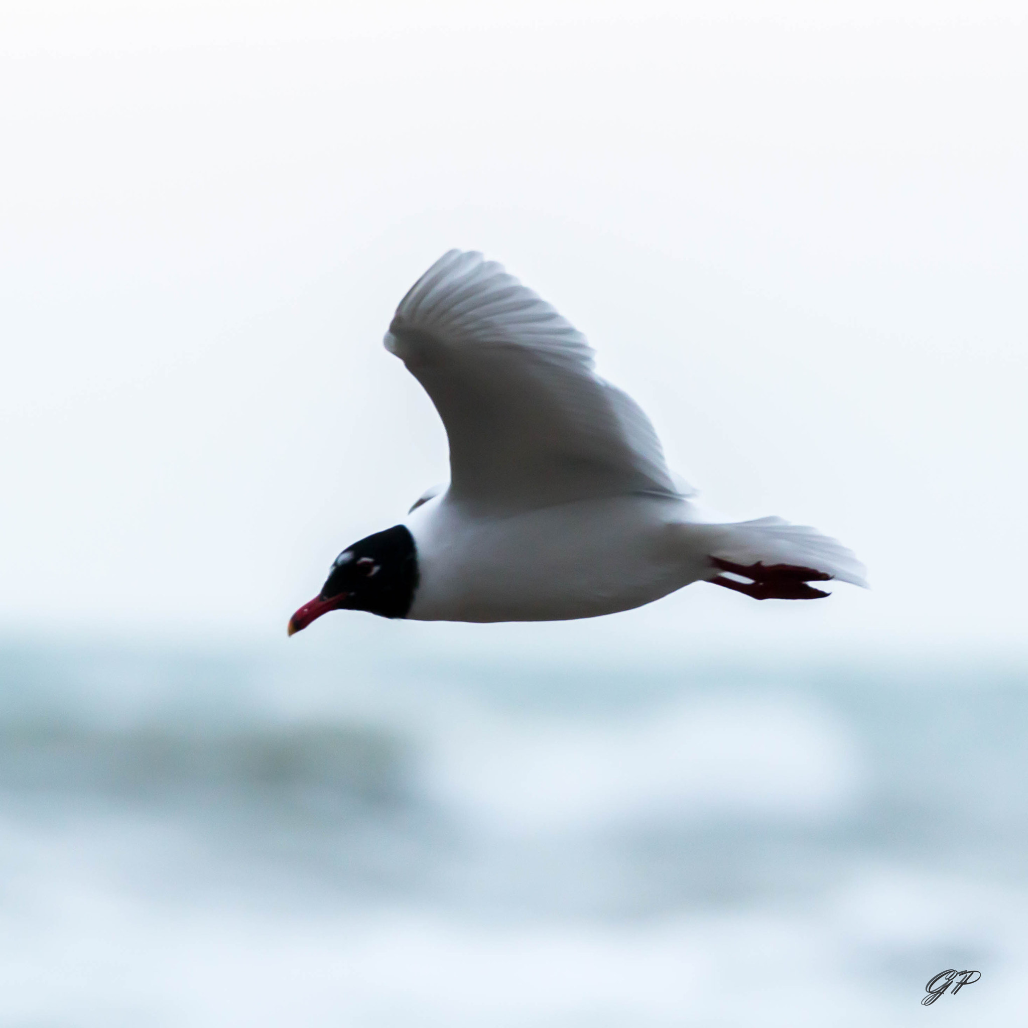 150-600mm F5-6.3 DG OS HSM | Contemporary 015 sample photo. Img photography
