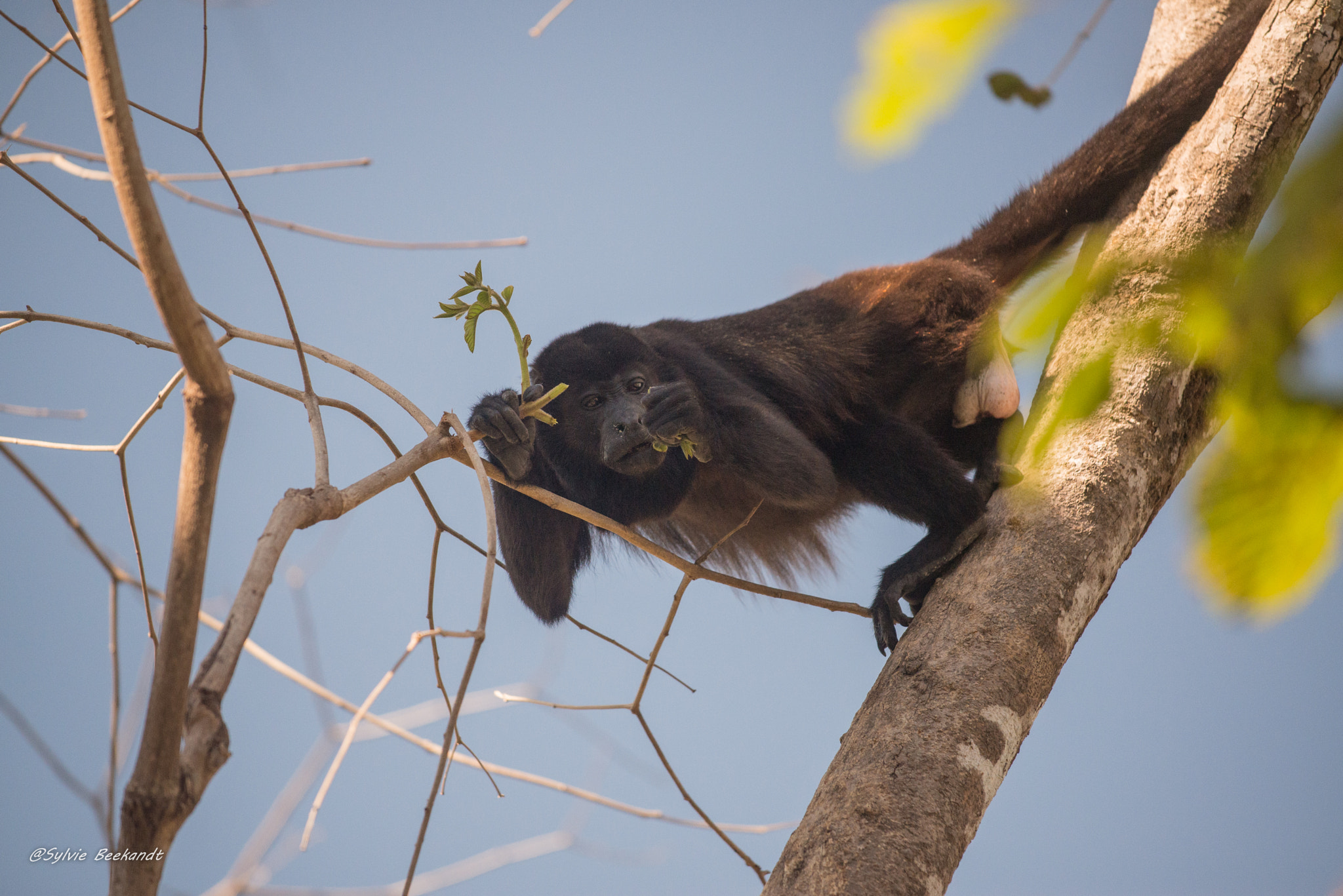 Nikon AF-S Nikkor 70-200mm F4G ED VR sample photo. Animaux sauvages photography