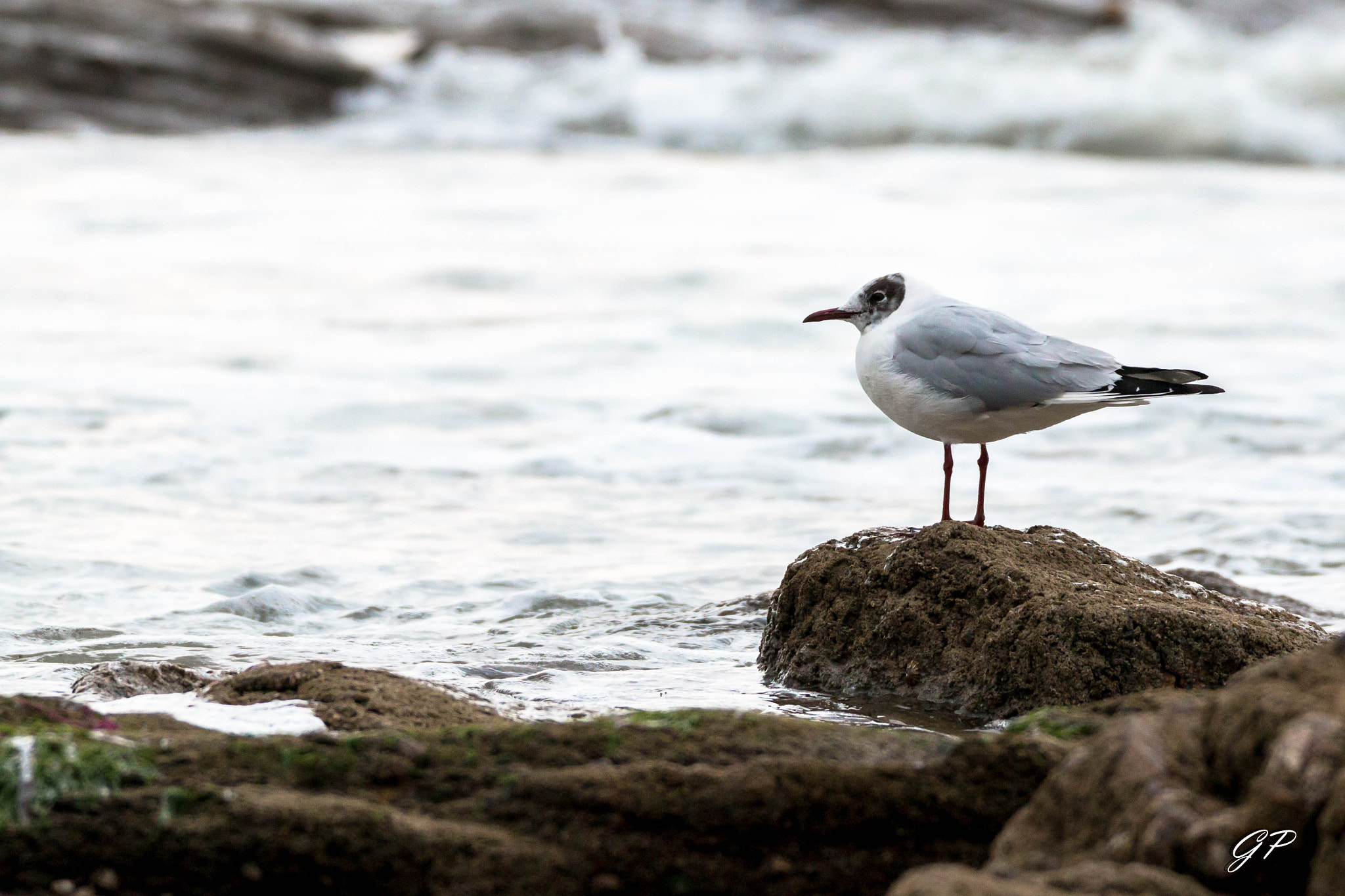 150-600mm F5-6.3 DG OS HSM | Contemporary 015 sample photo. Img photography