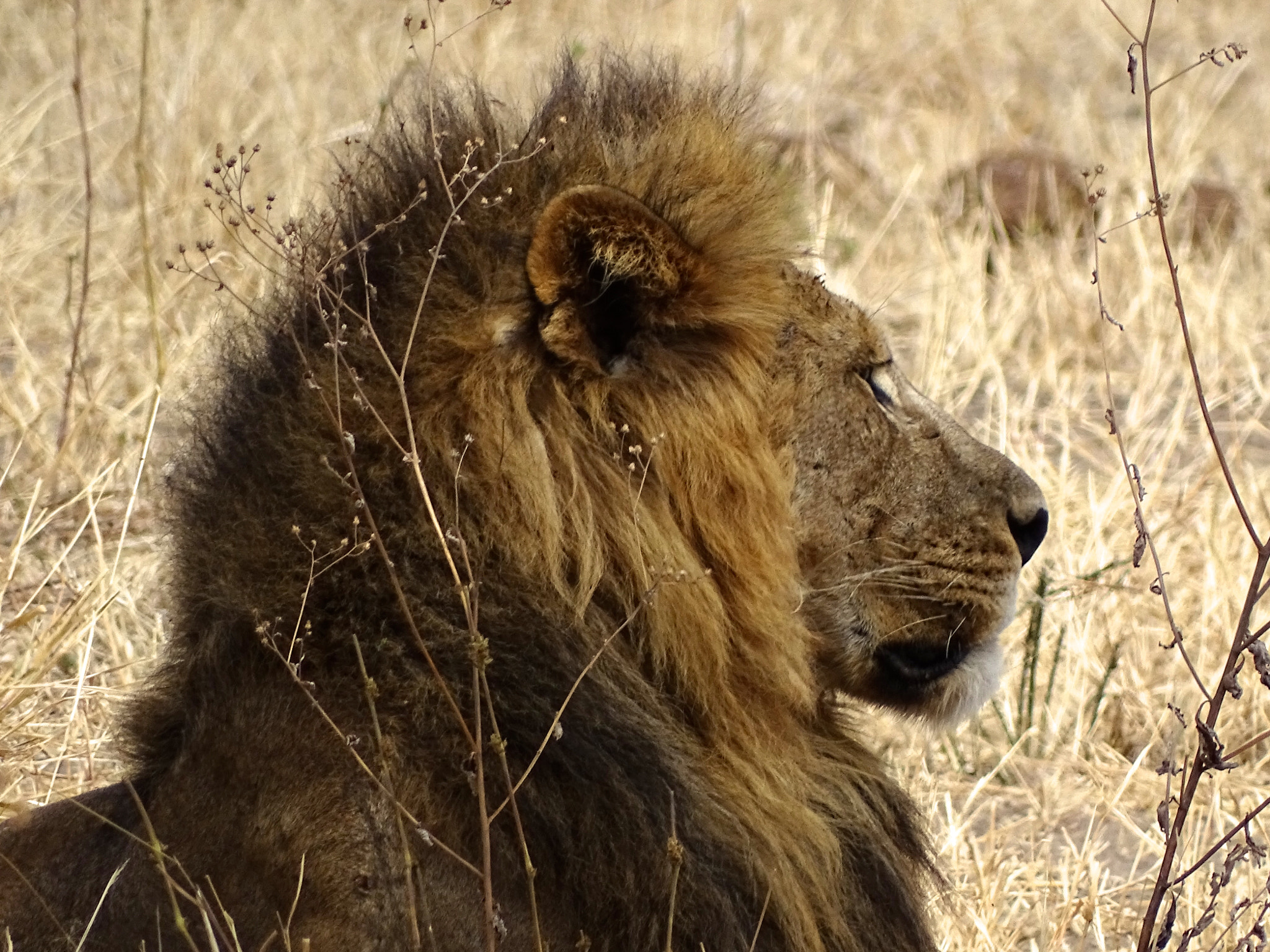 Sony 24-210mm F2.8-6.3 sample photo. Lion in profile, tarangire photography