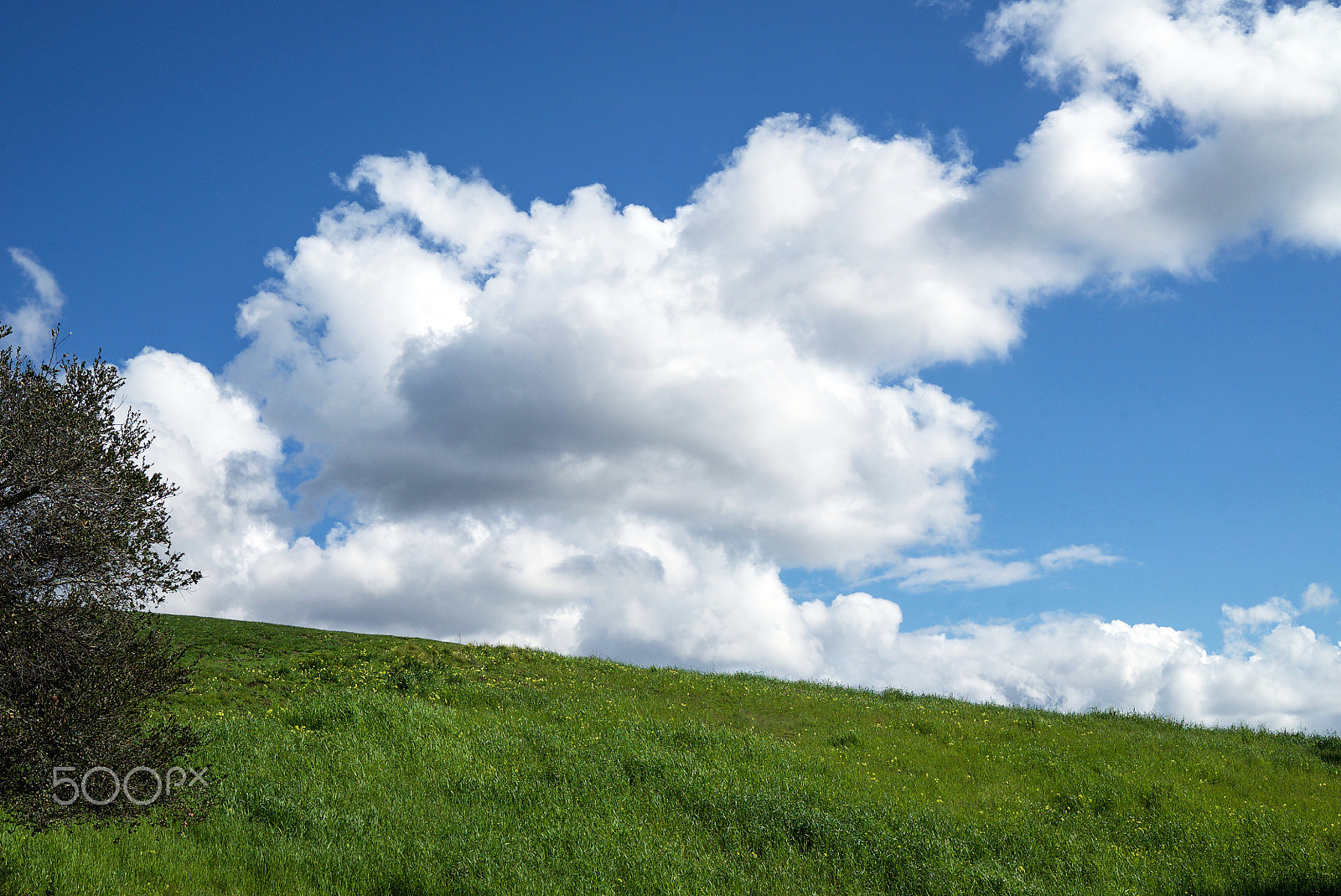 Sony a7S II + Sony FE 24-70mm F2.8 GM sample photo. The word is out photography