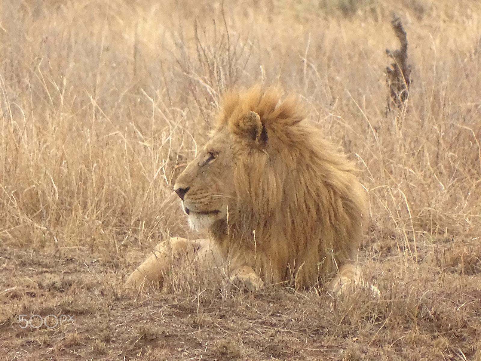 Sony 24-210mm F2.8-6.3 sample photo. Lion in profile, central serengeti photography