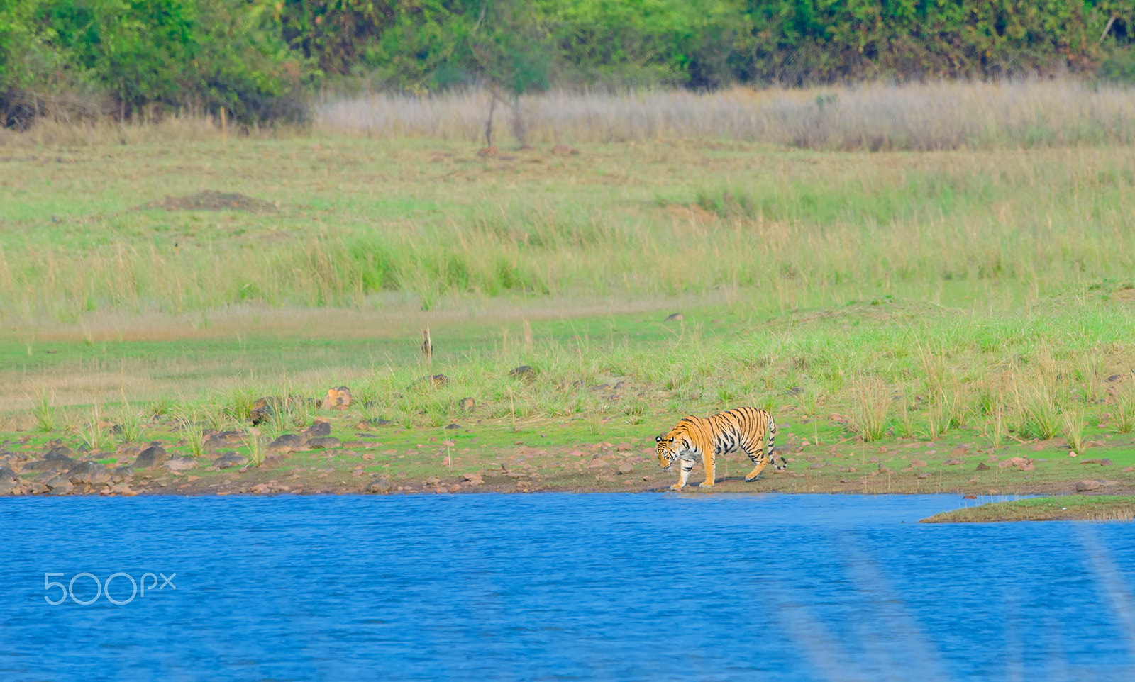 Nikon D7000 + Nikon AF-S Nikkor 500mm F4G ED VR sample photo. The land of the tiger photography