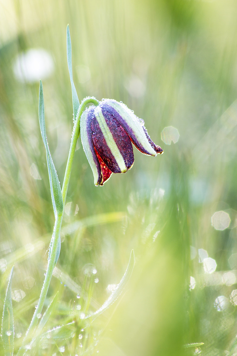 Canon EOS 60D sample photo