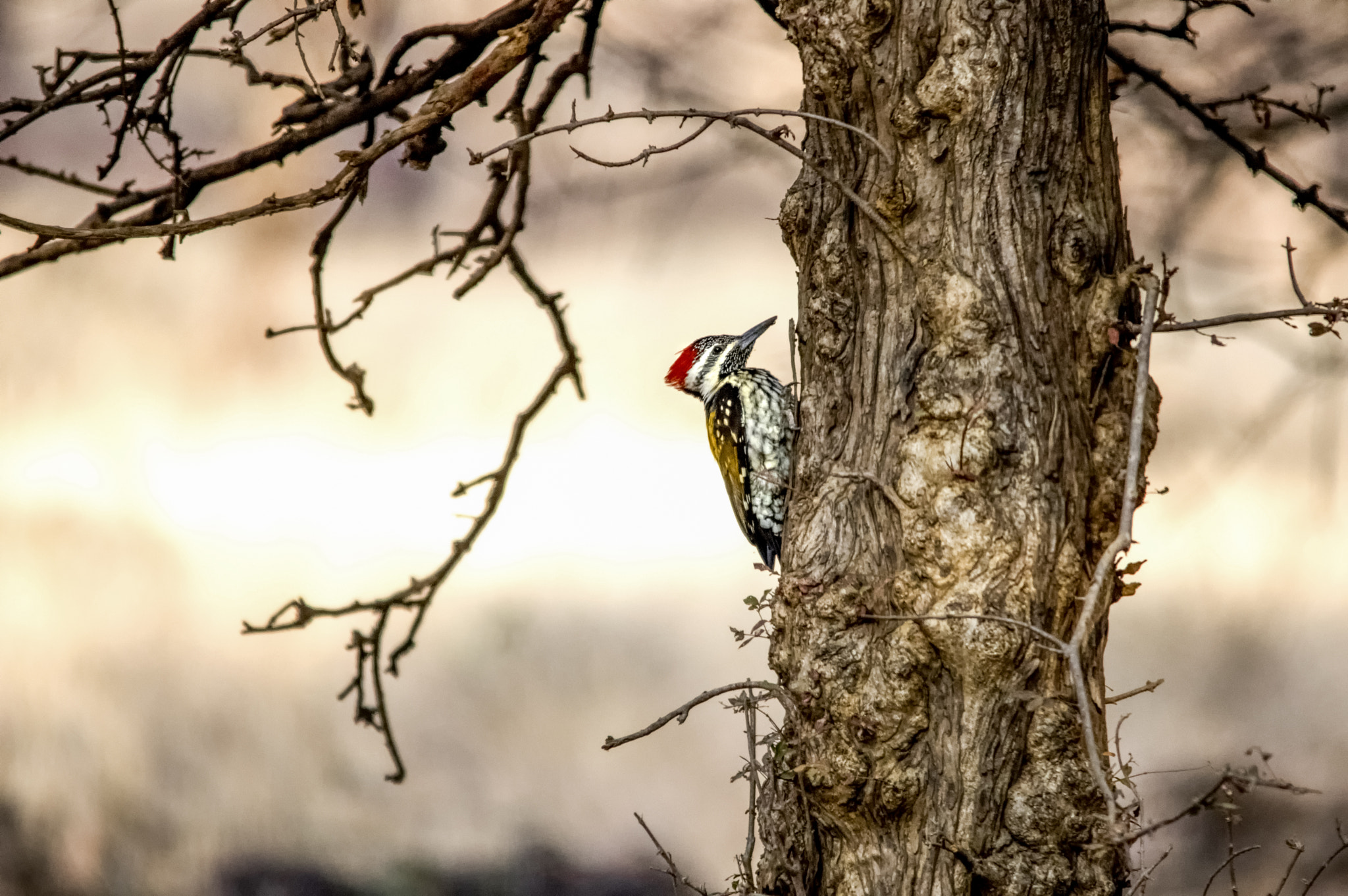 Sigma 150-500mm F5-6.3 DG OS HSM sample photo. Ranthambore national park photography