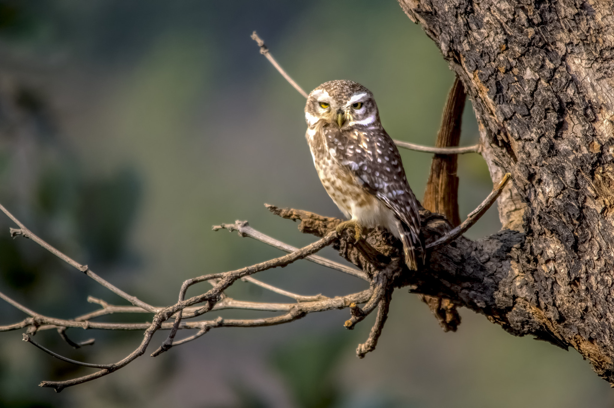 Pentax K-3 II + Sigma 150-500mm F5-6.3 DG OS HSM sample photo. Ranthambore national park photography