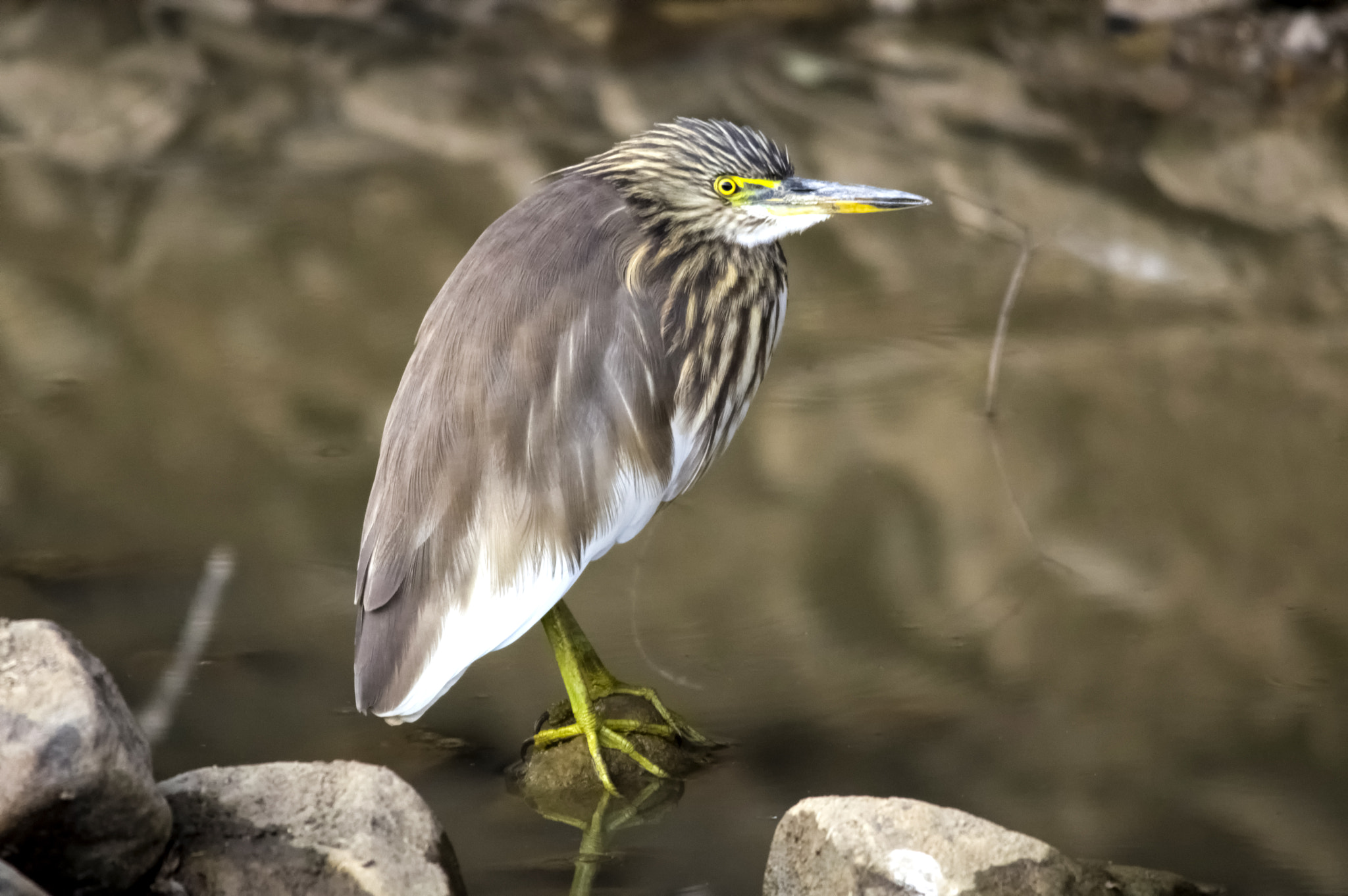 Pentax K-3 II + Sigma 150-500mm F5-6.3 DG OS HSM sample photo. Ranthambore national park photography