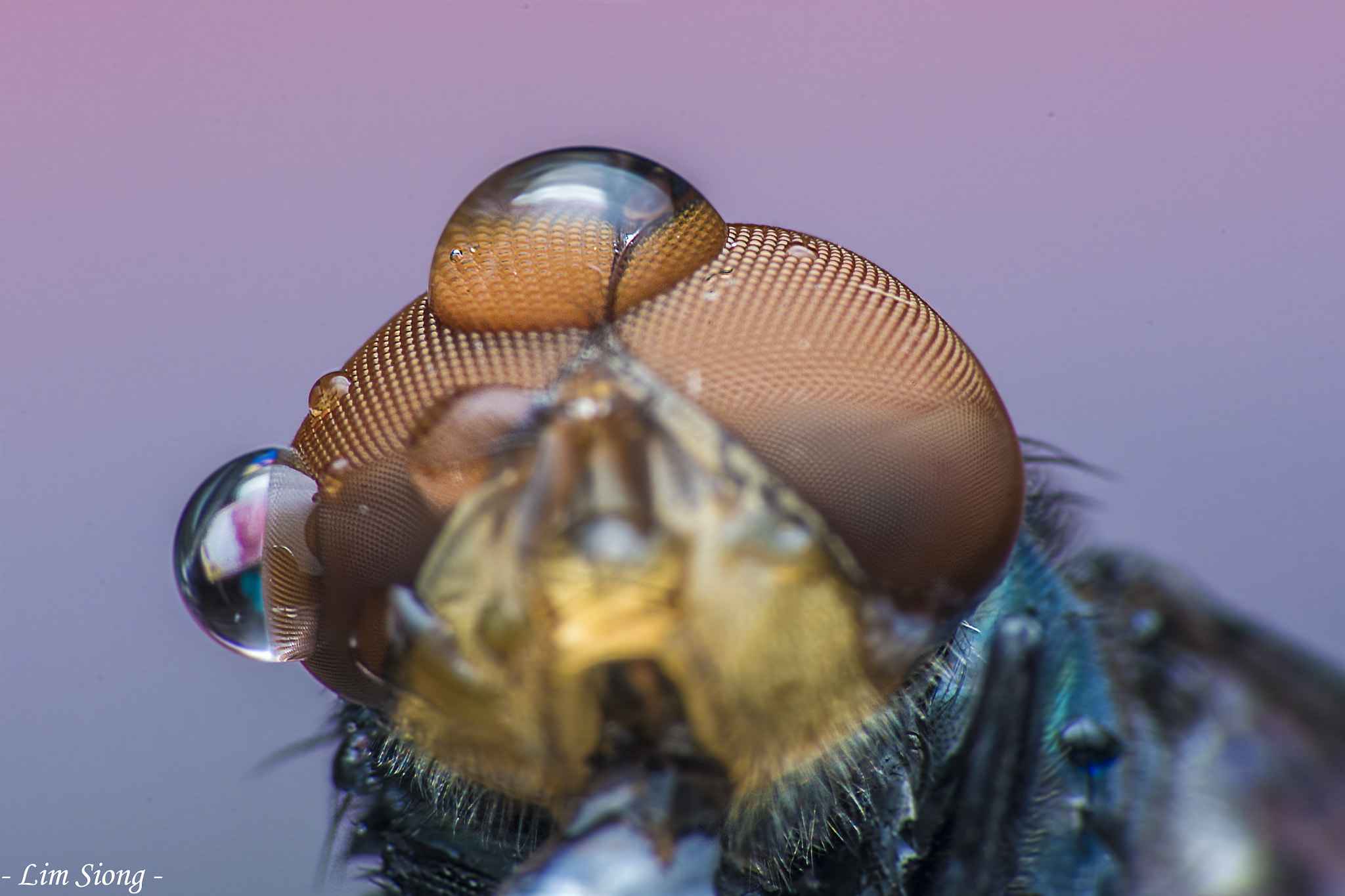 Sigma 70-300mm F4-5.6 APO DG Macro sample photo. The fly photography