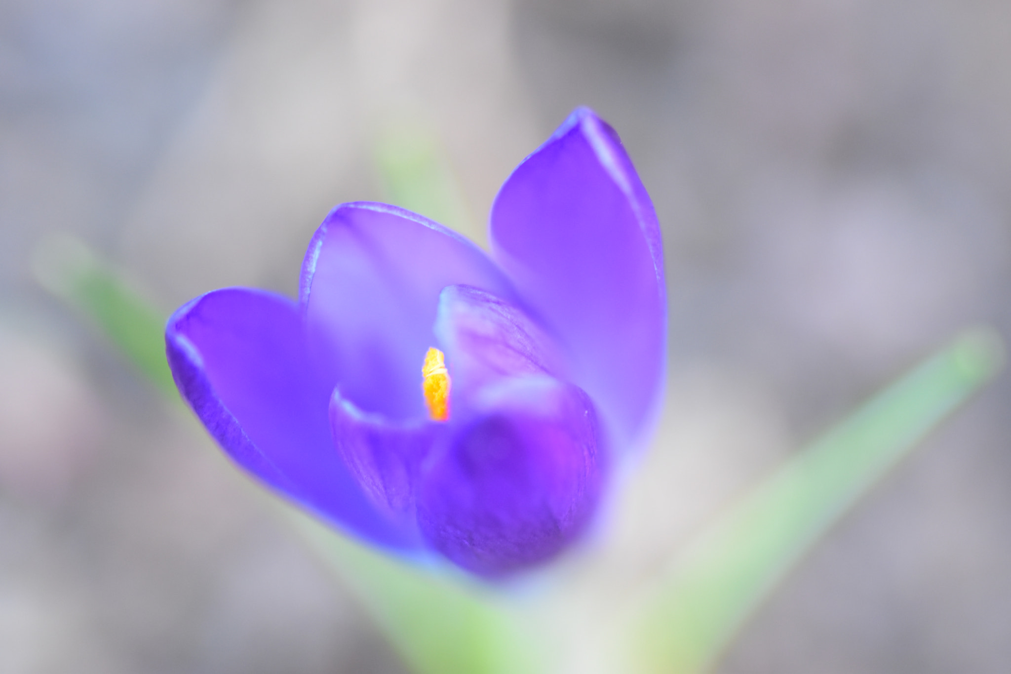 Nikon D5500 sample photo. Dunkelblauer korkus photography