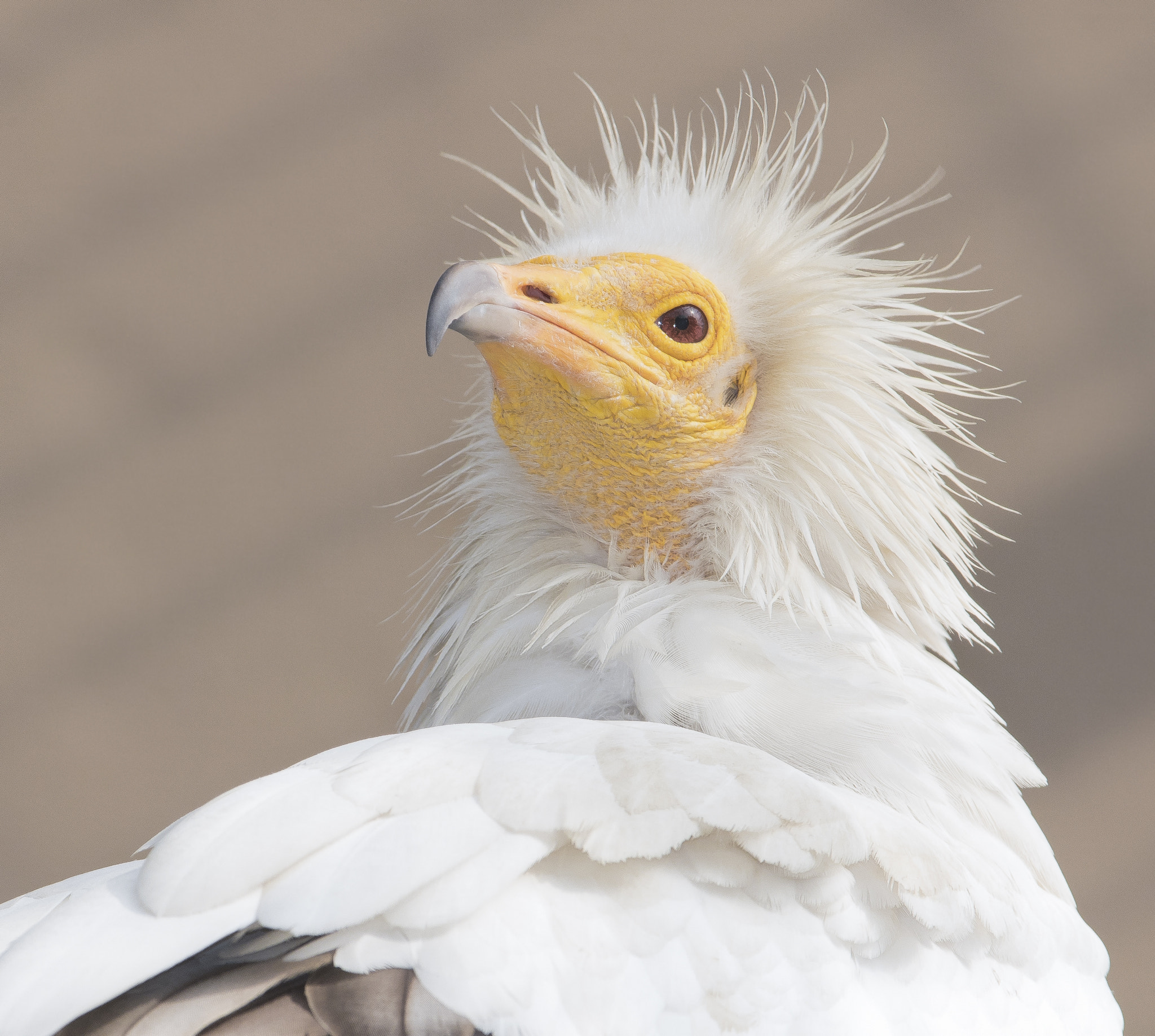 Canon EF 600mm f/4L IS sample photo