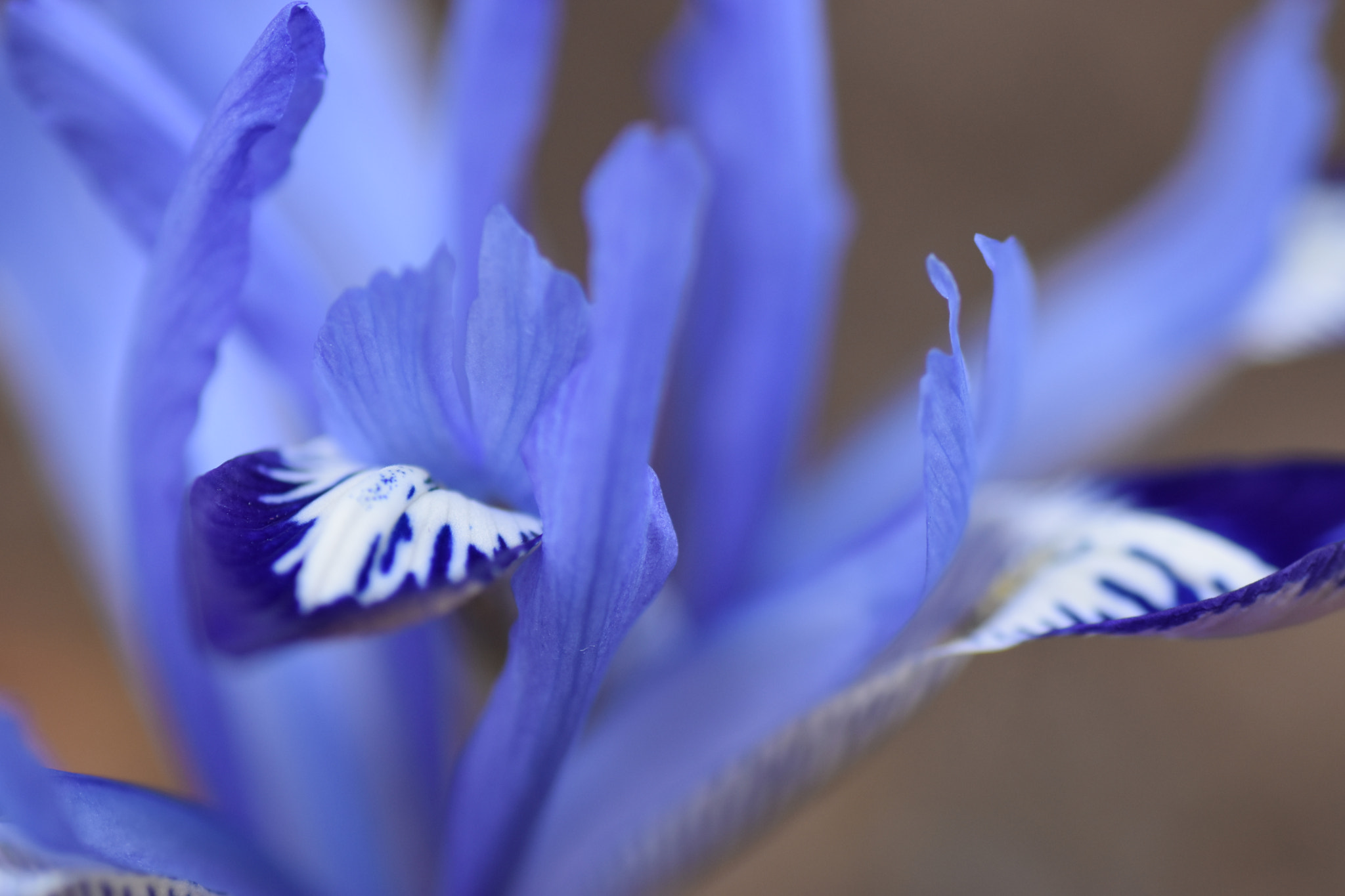 Nikon D5500 sample photo. Himmelblaue iris photography