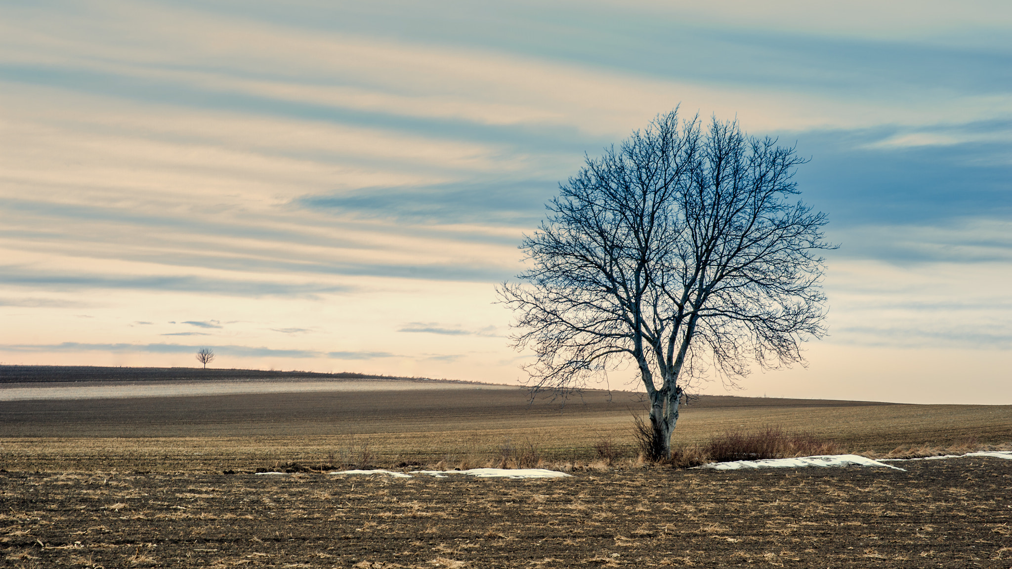 Nikon D700 + Sigma 24-70mm F2.8 EX DG HSM sample photo. Just a two trees photography